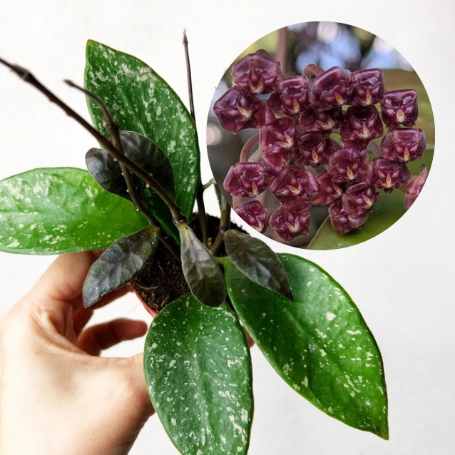Hoya Rundumensis