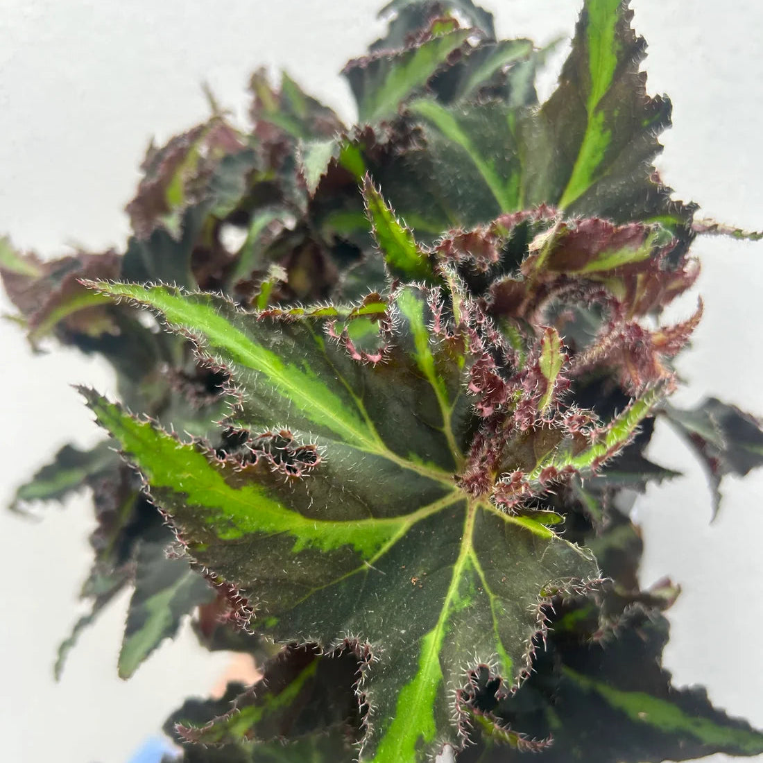 Begonia Magic Colours Lion Dance