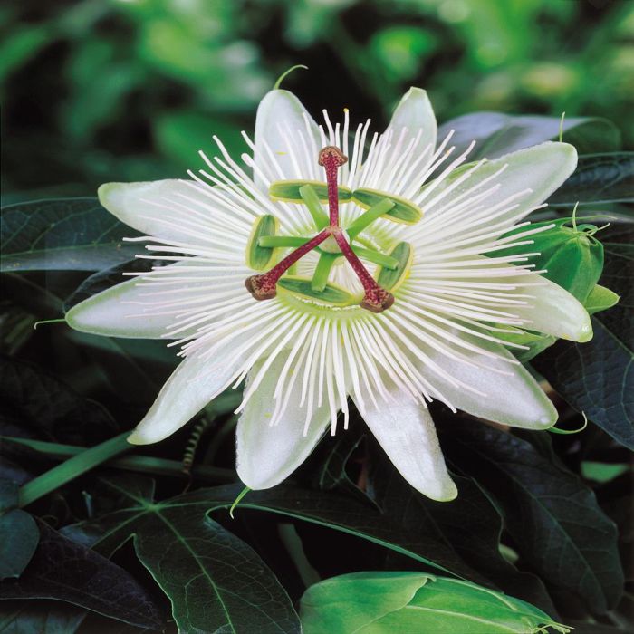 Passiflora Caerulea Constance Elliot
