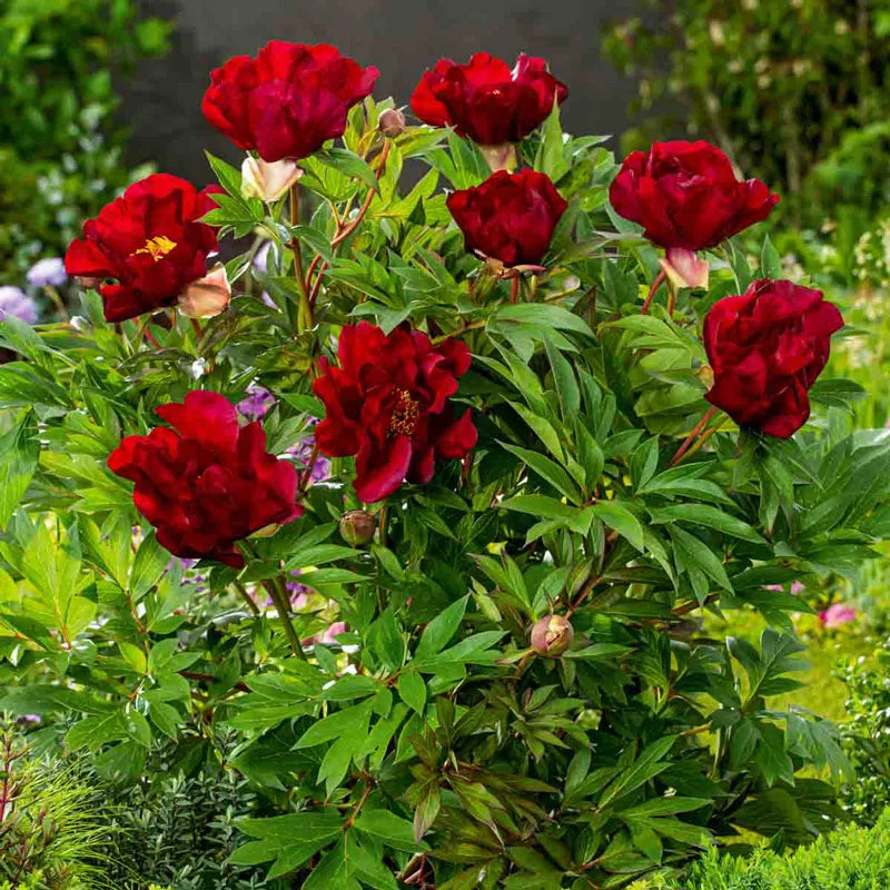 Peonia Itoh Scarlet Heaven