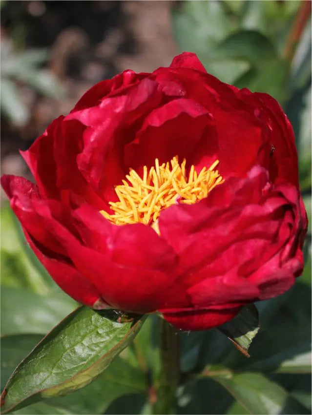 Peonia Itoh Scarlet Heaven
