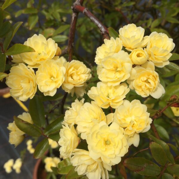 Rosa Banskiae Lutea giallo