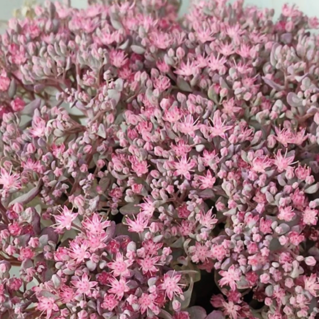 Sedum cauticola 'Lidakense'