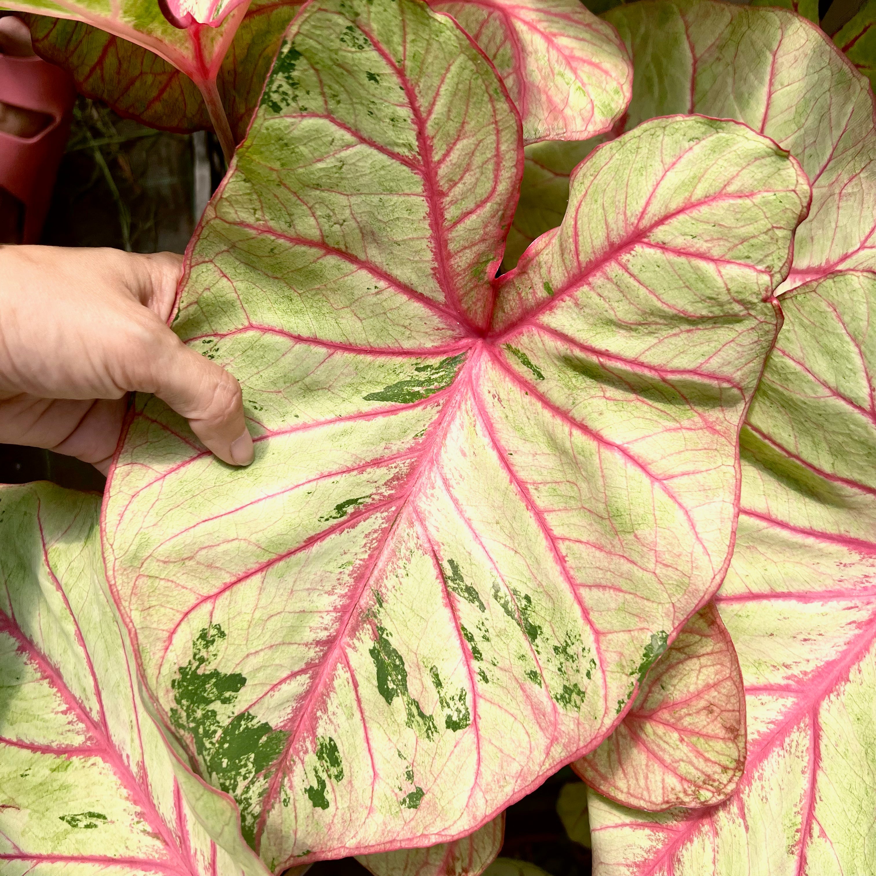 Caladium Autumn beauty