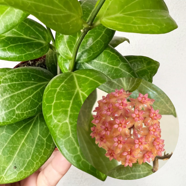 Baby Hoya Fitchii
