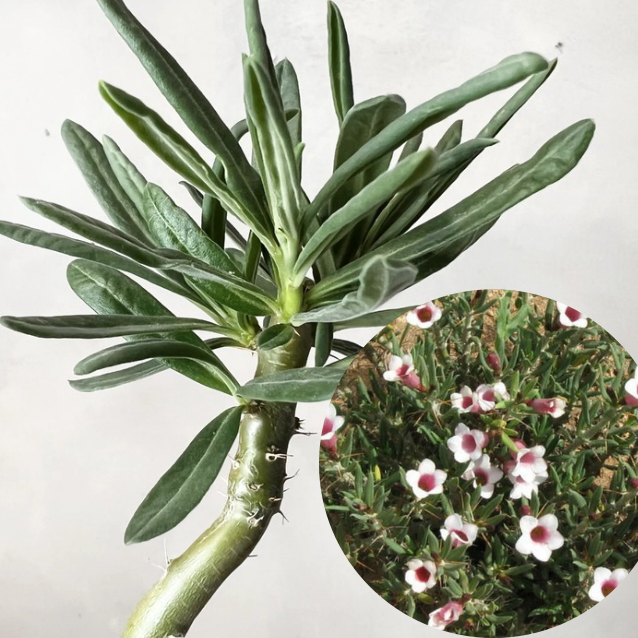 Pachypodium bispinosum