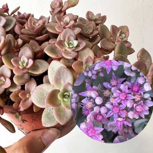Sedum Rosenteppich