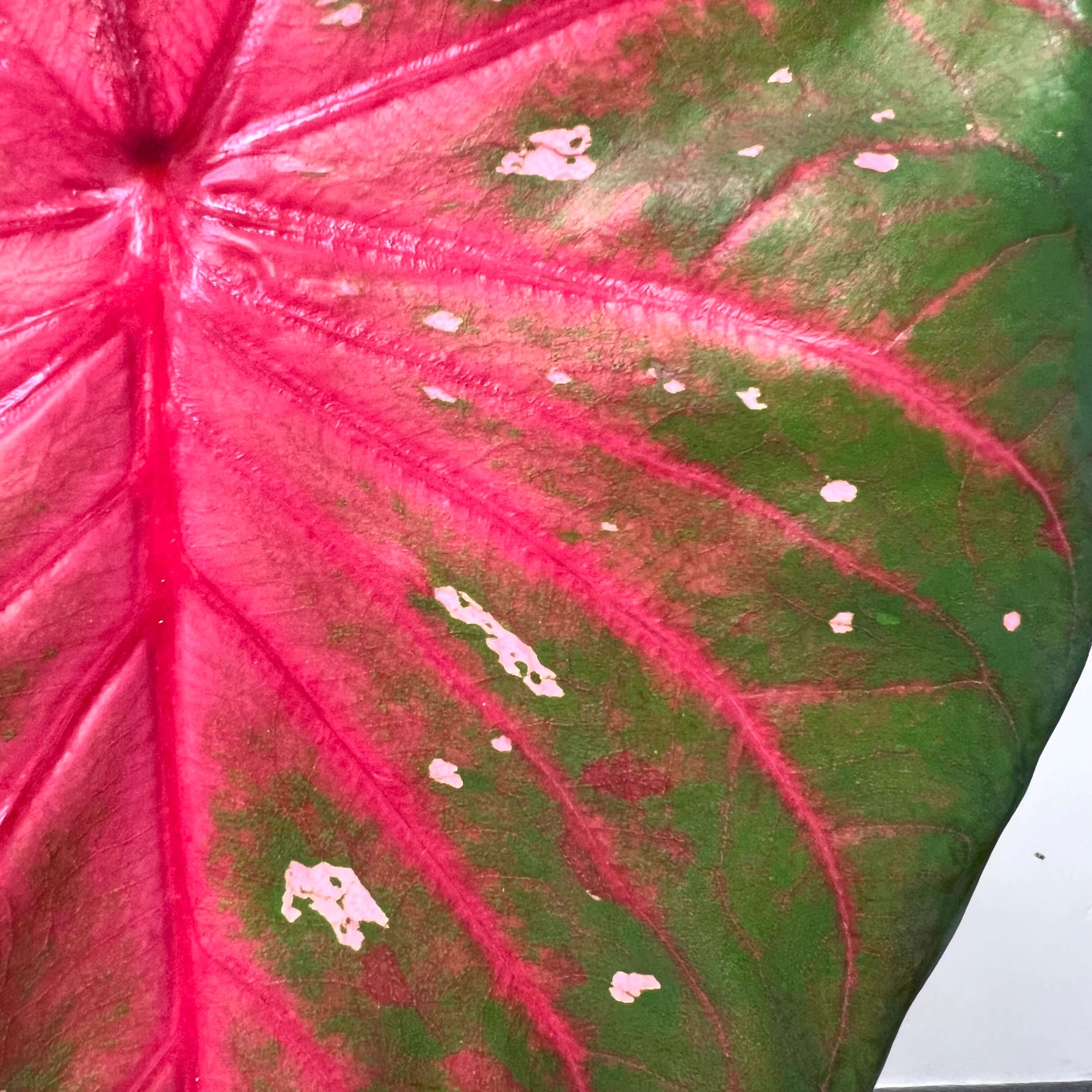 Caladium Red Flash