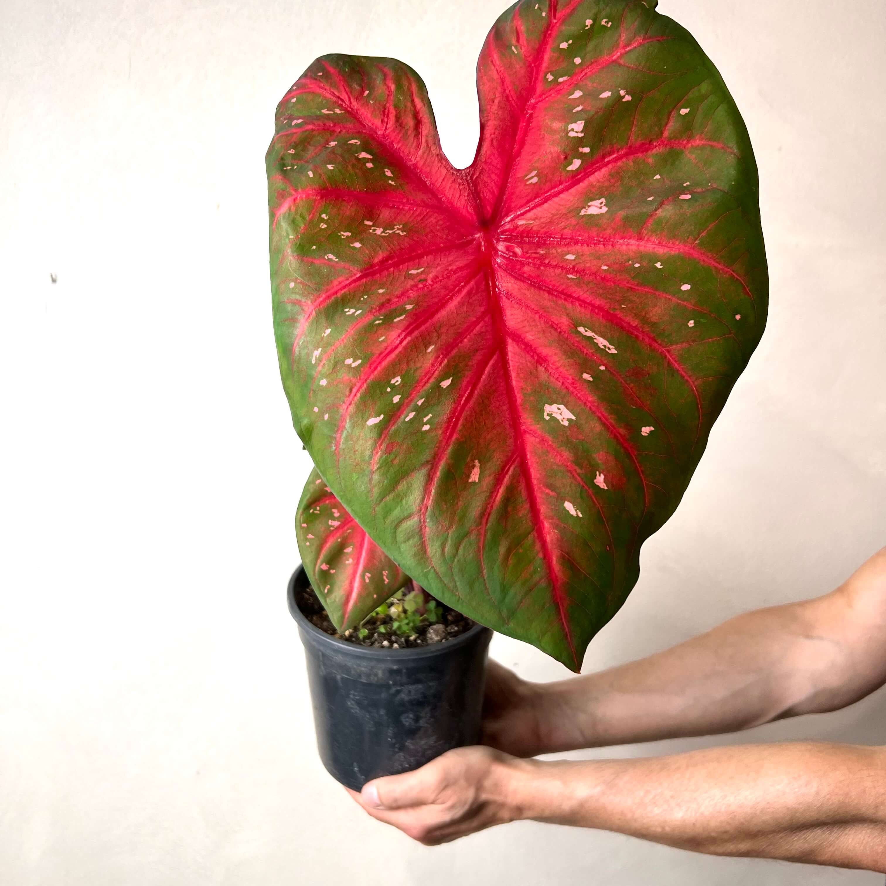 Caladium Red Flash