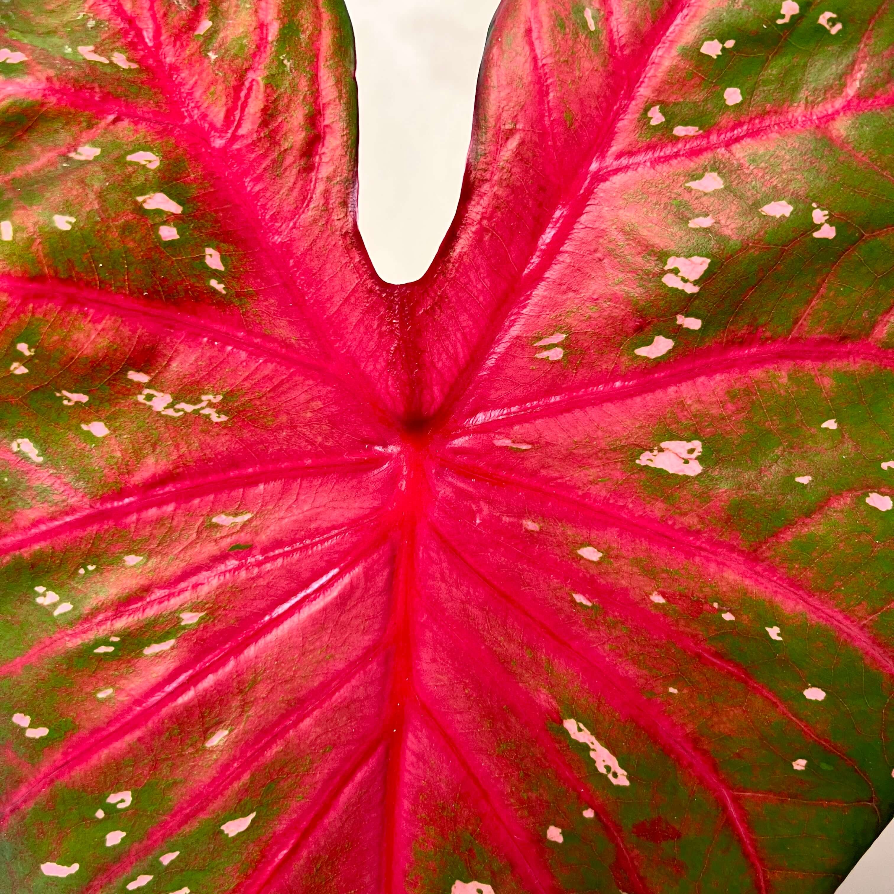 Caladium Red Flash