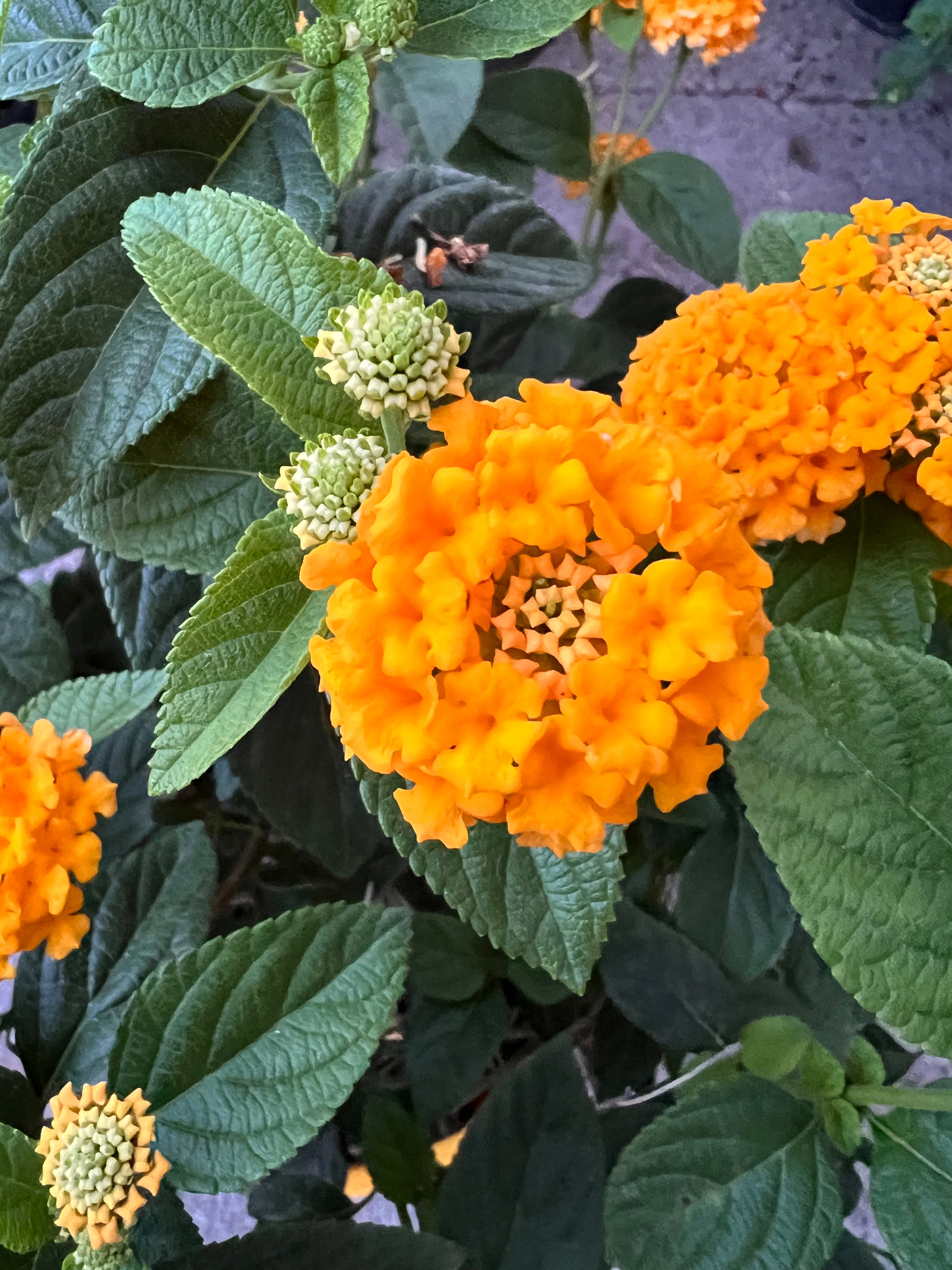 Lantana