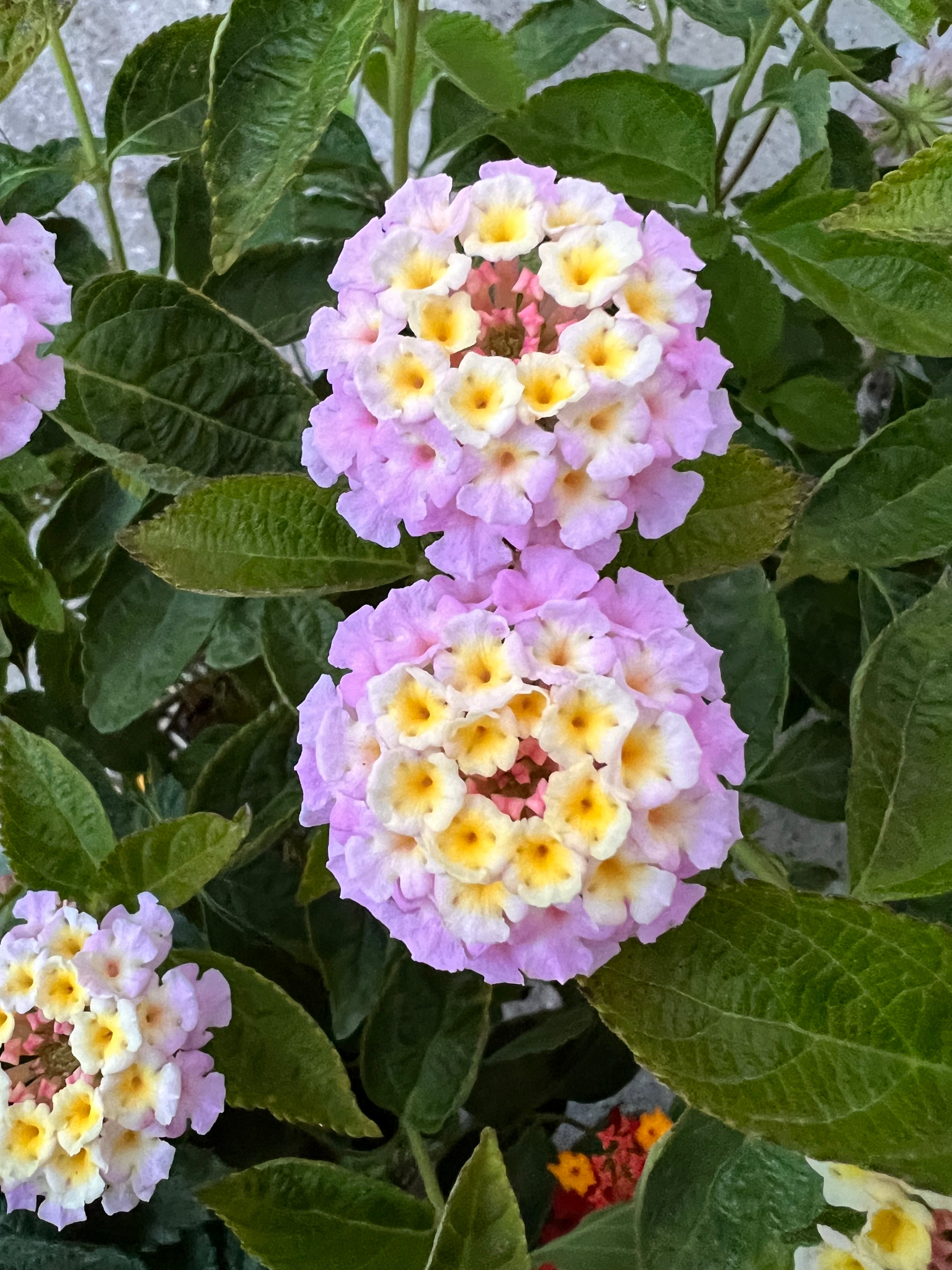 Lantana
