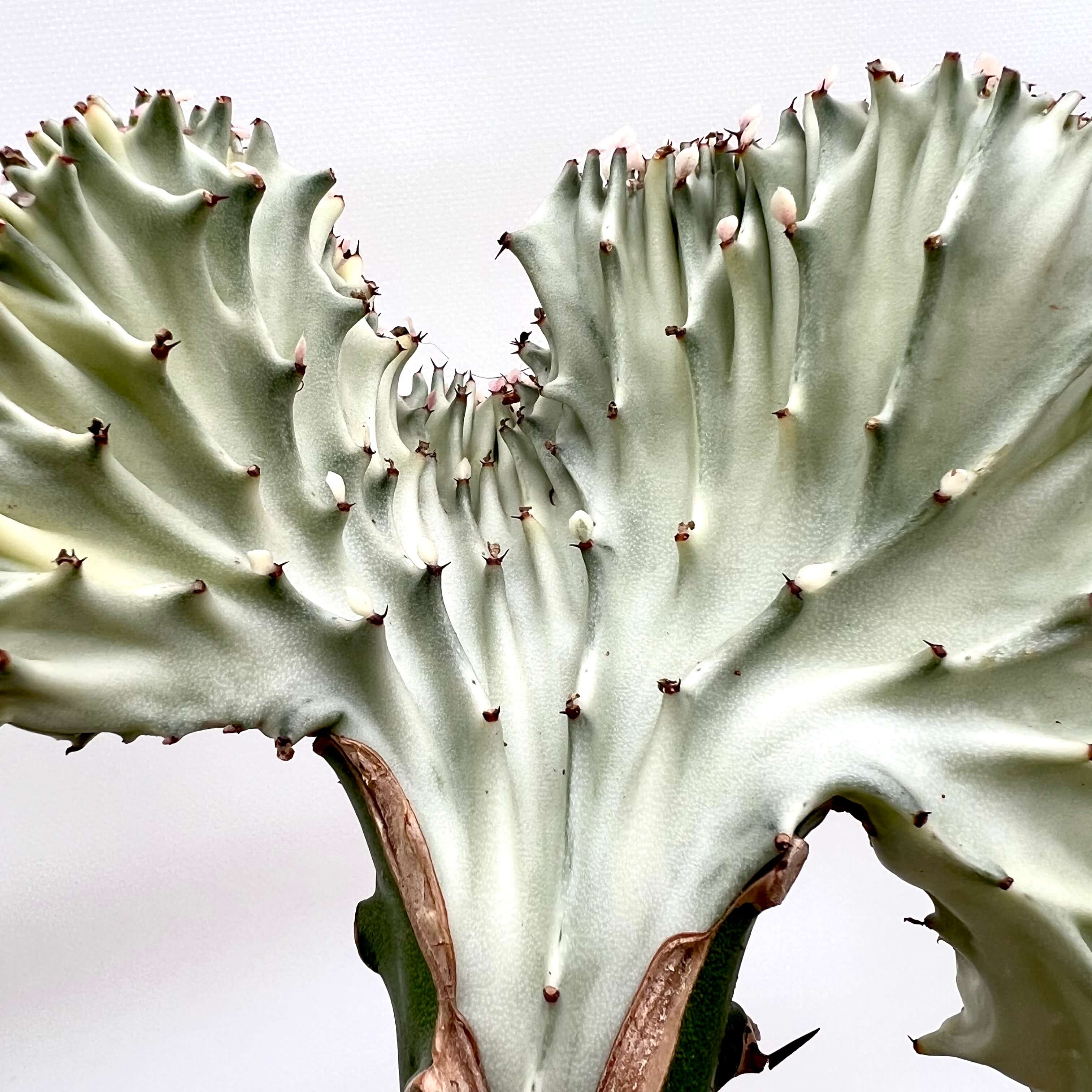 Euphorbia Lactea