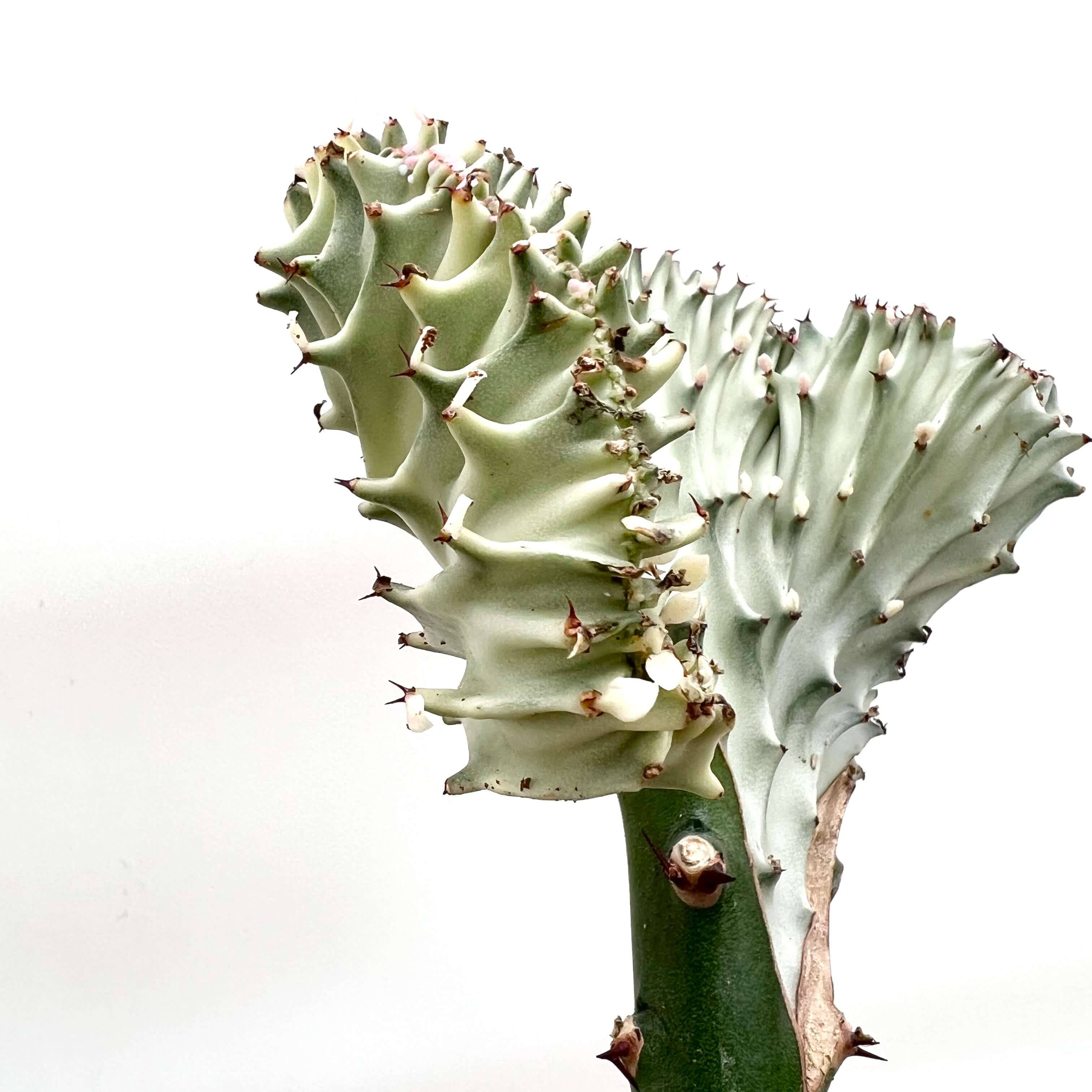 Euphorbia Lactea