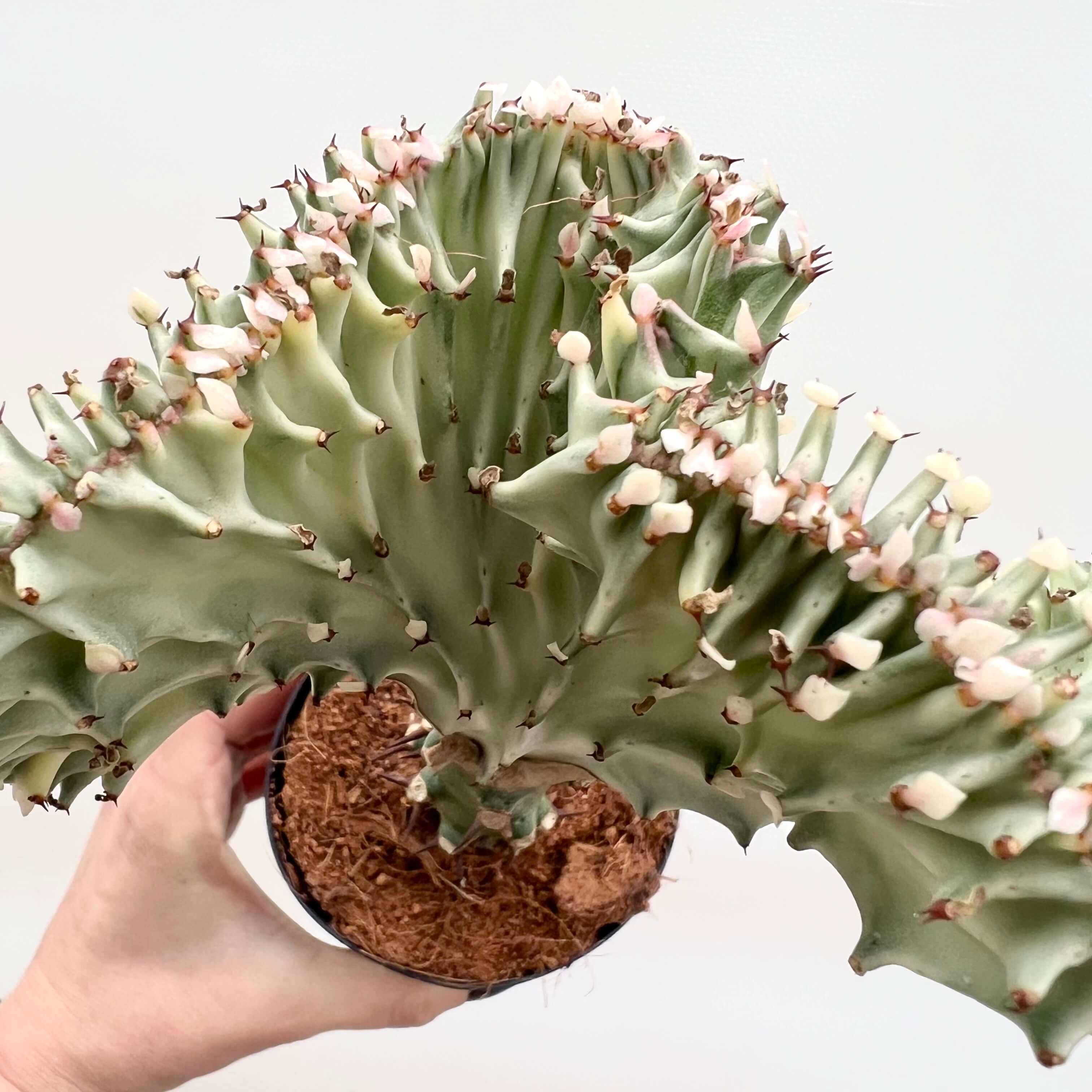 Euphorbia Lactea