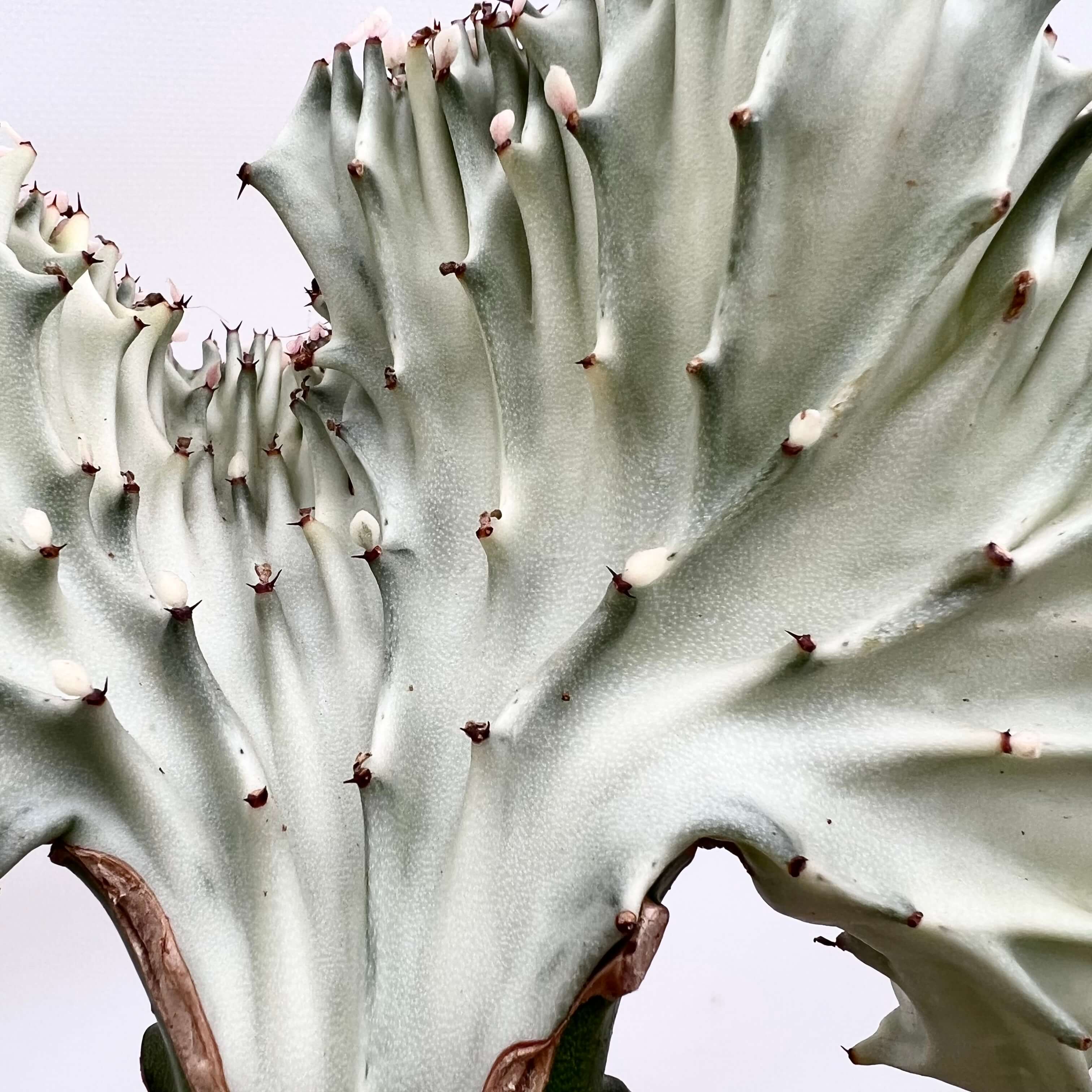 Euphorbia Lactea