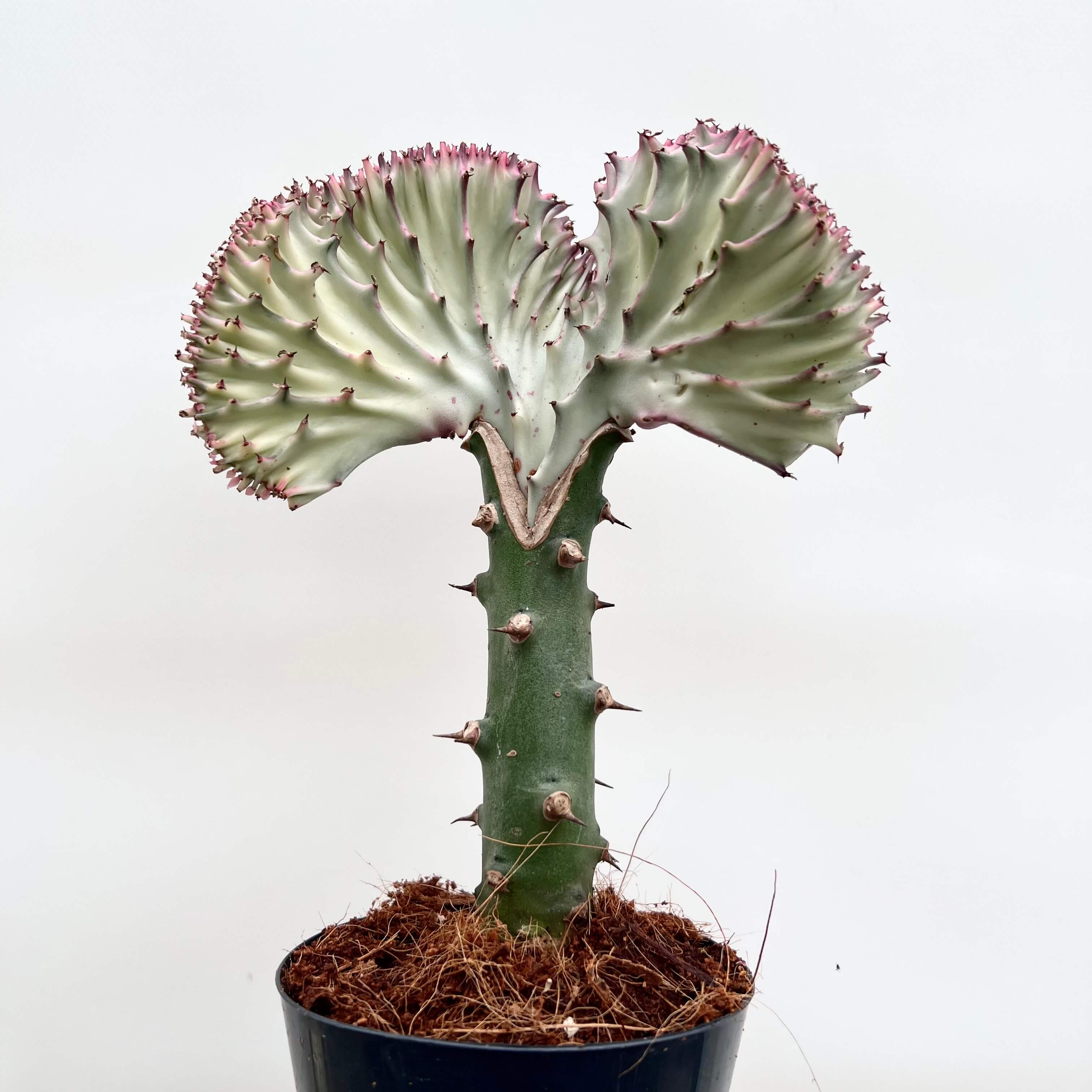 Euphorbia Lactea