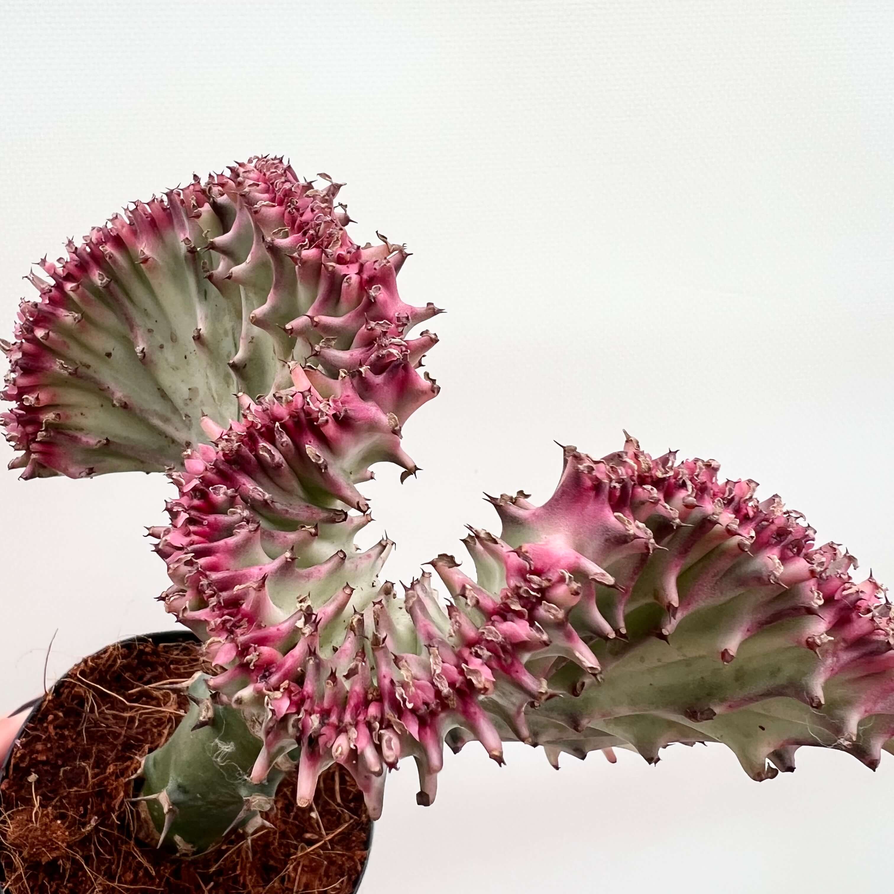 Euphorbia Lactea