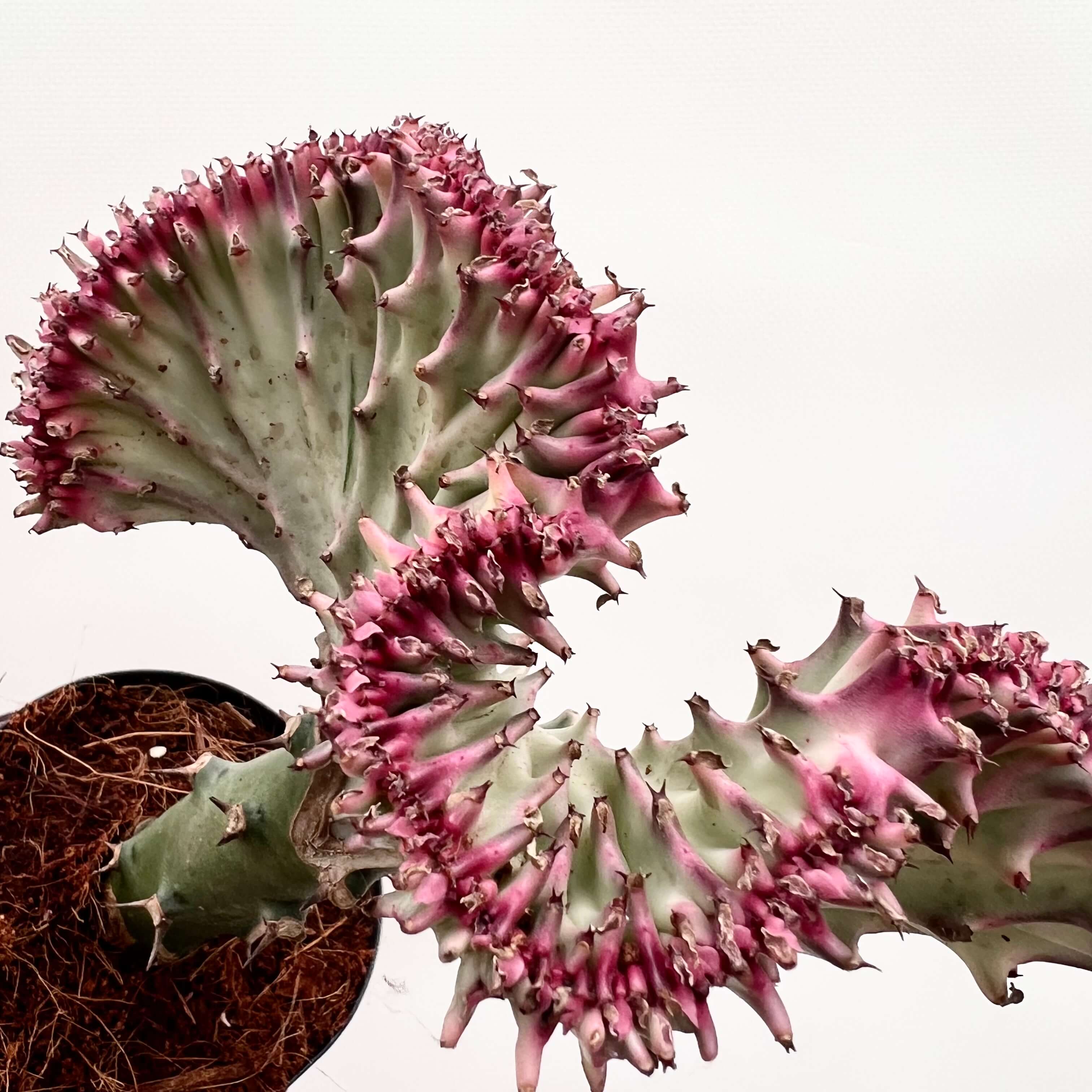 Euphorbia Lactea