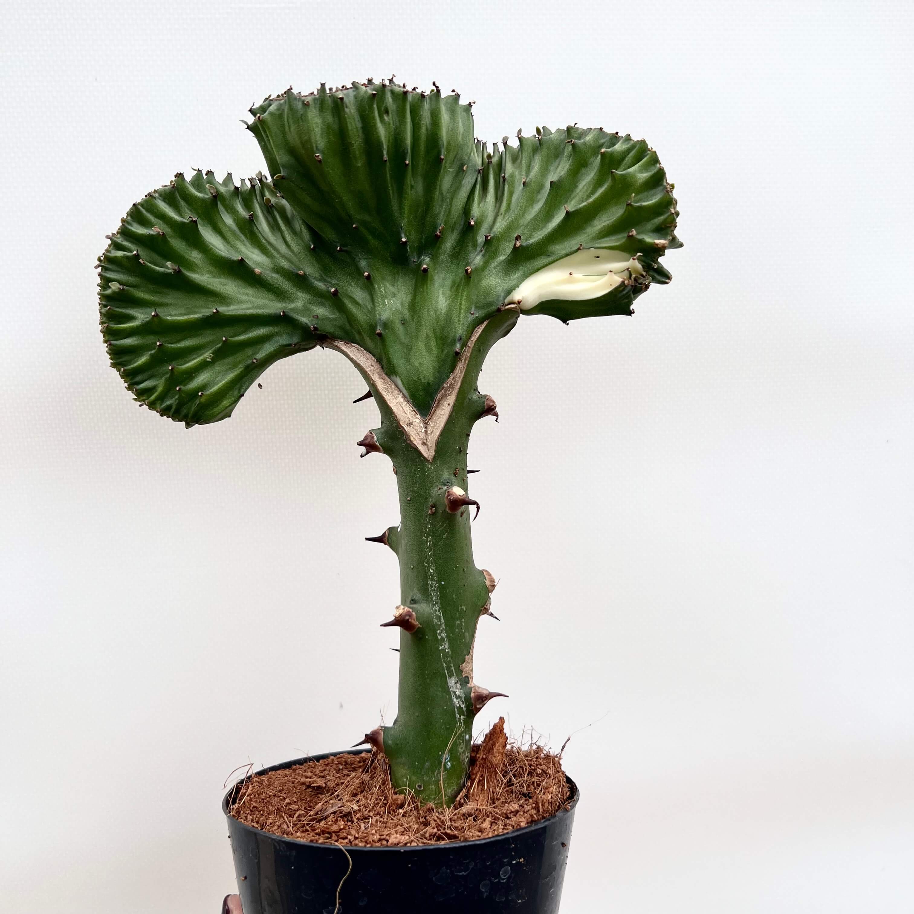 Euphorbia Lactea
