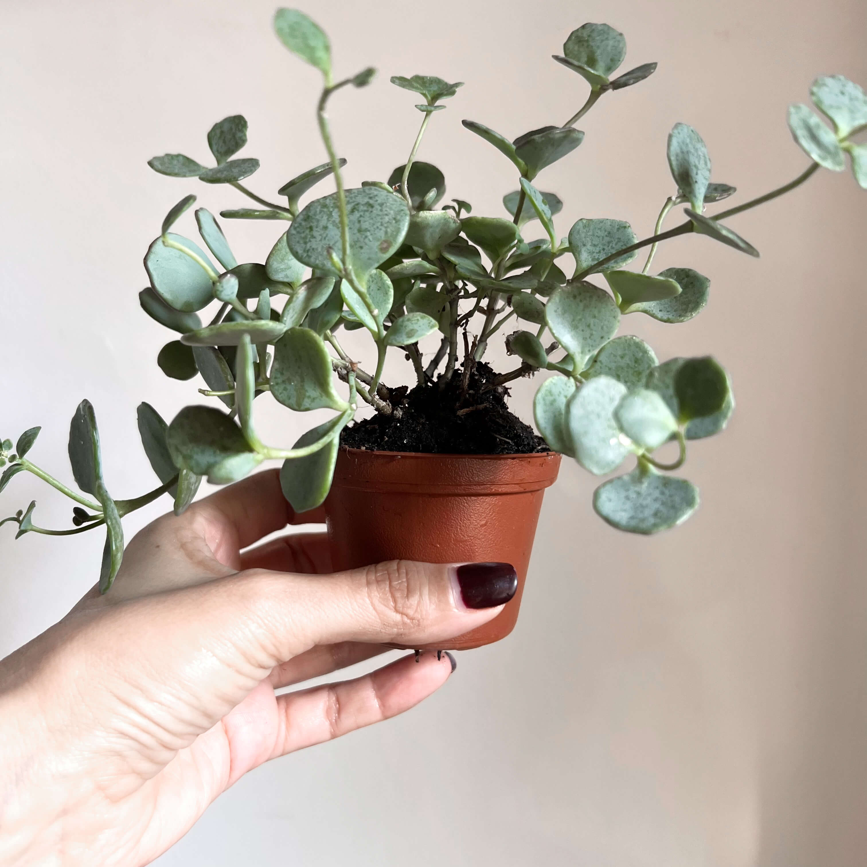 baby Sedum Sieboldii /Erba Teresina