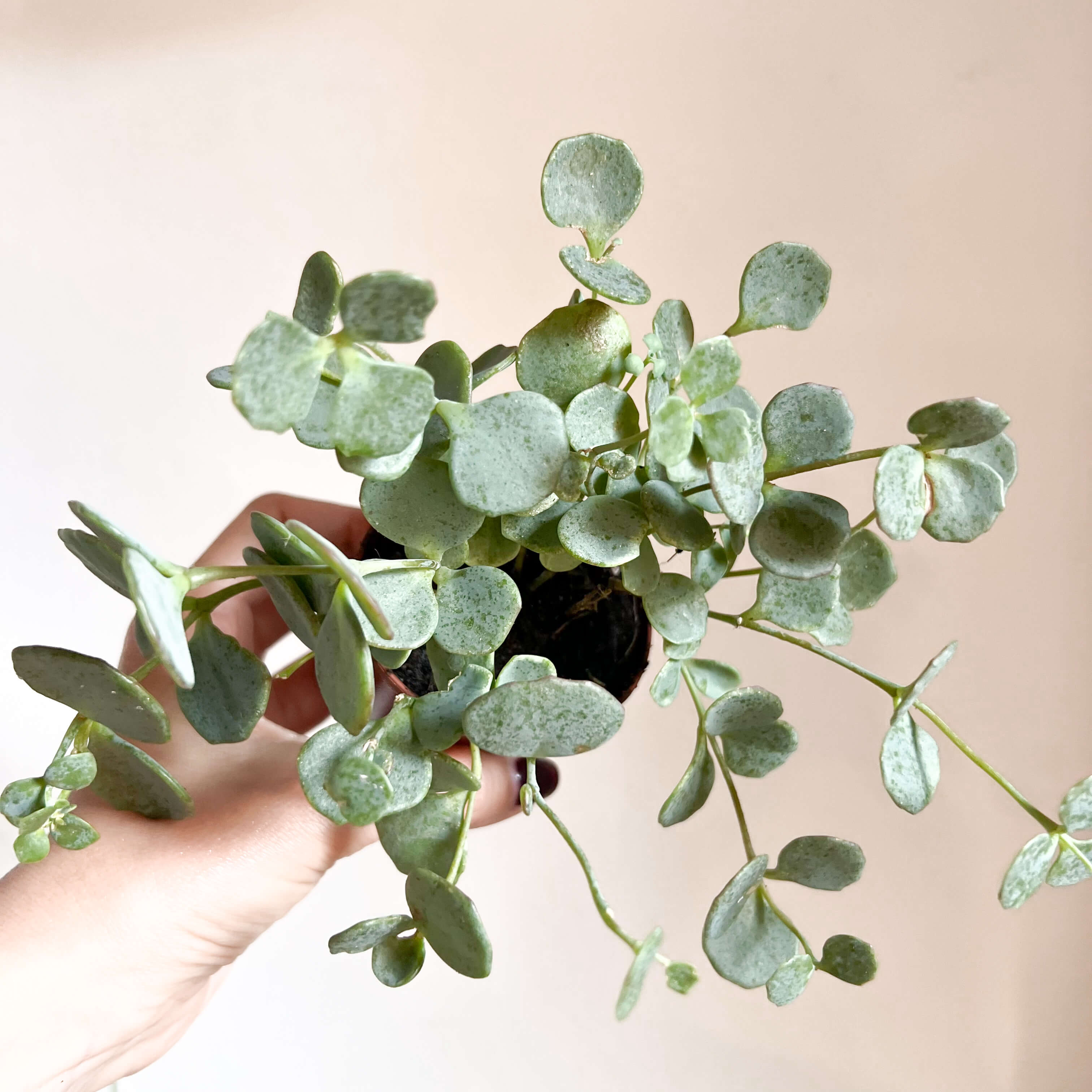 baby Sedum Sieboldii /Erba Teresina