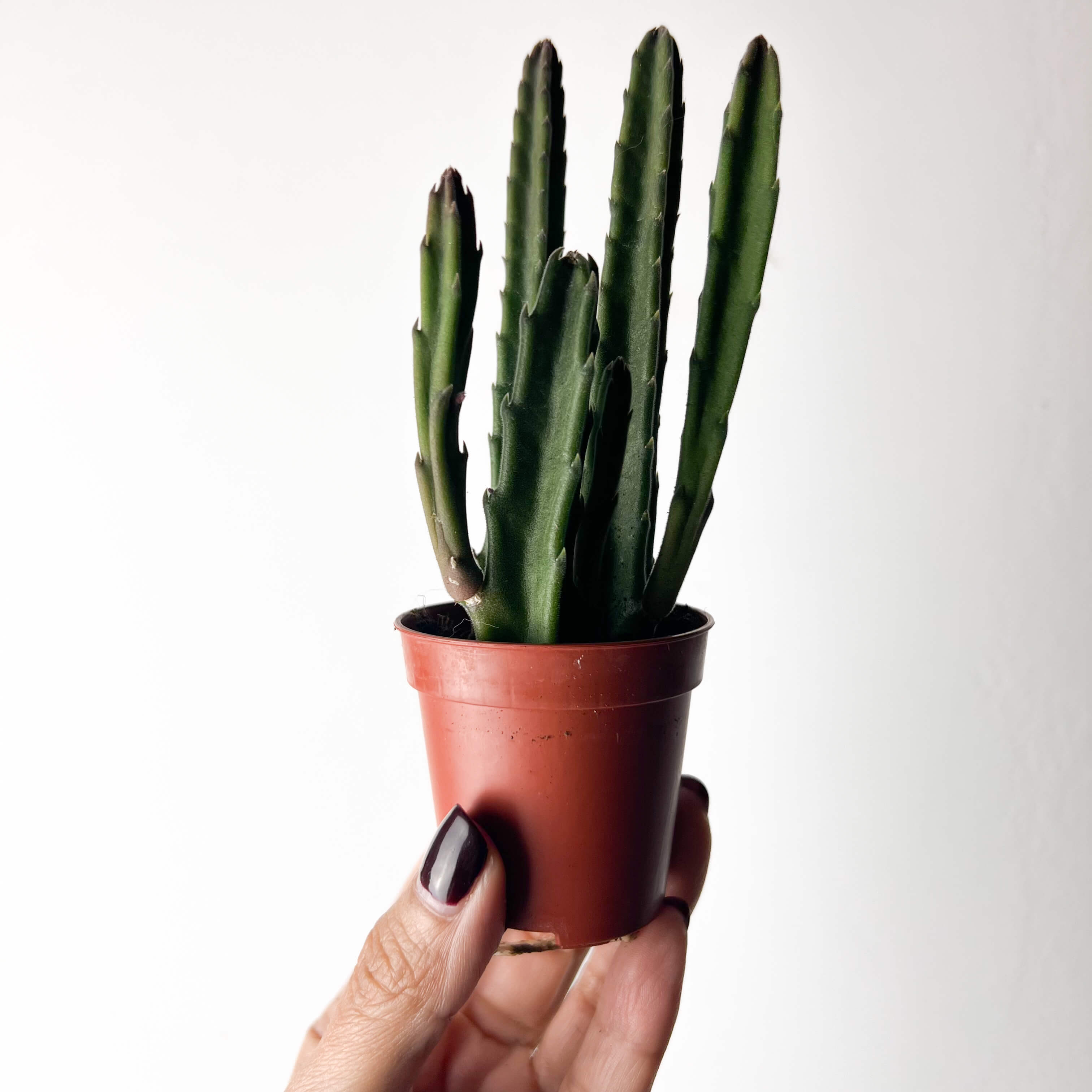 Stapelia Leendertziae