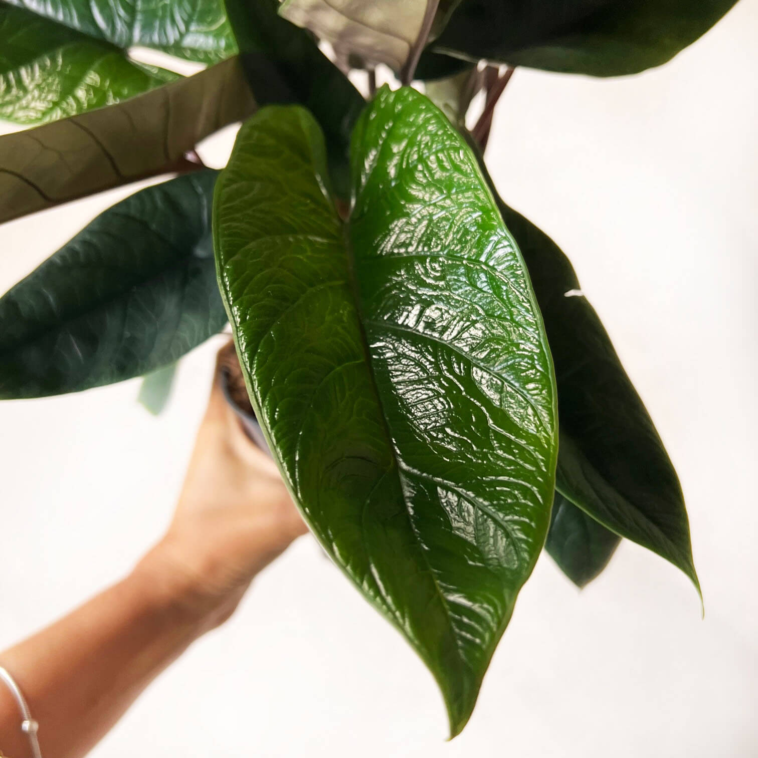 Alocasia Scalprum