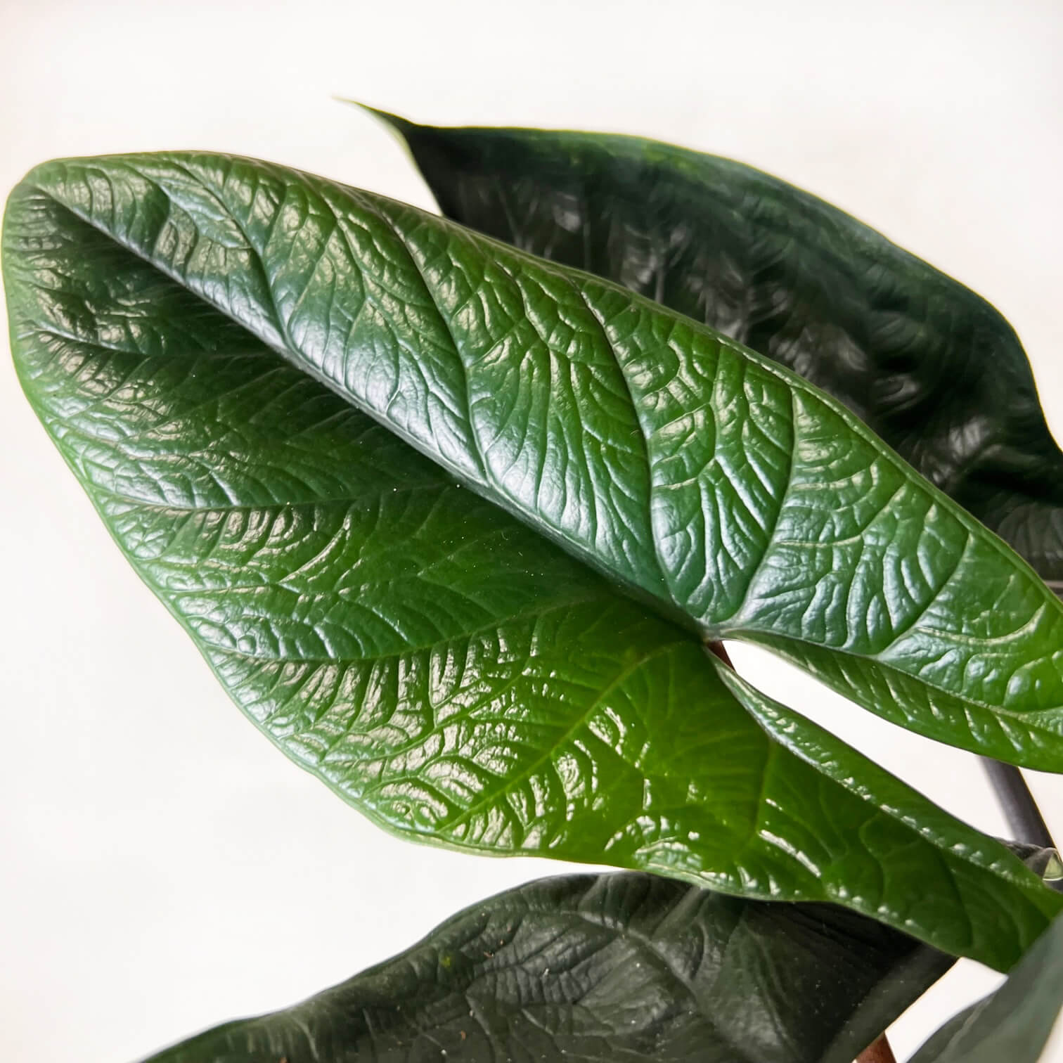 Alocasia Scalprum