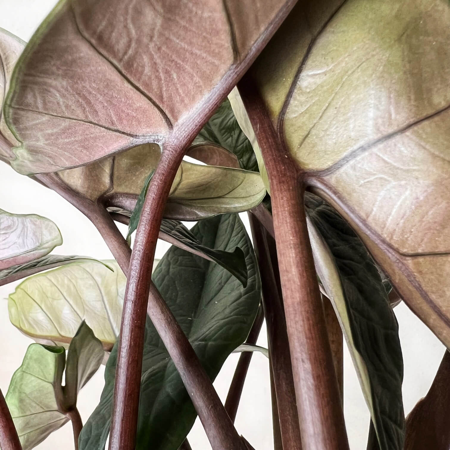 Alocasia Scalprum