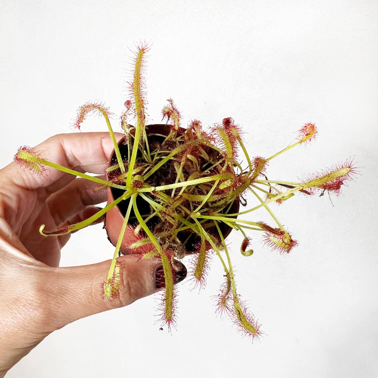 Drosera capensis