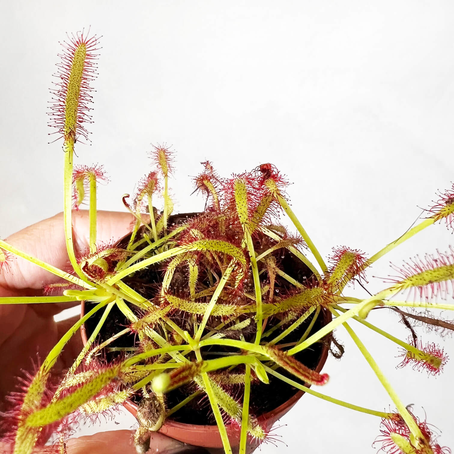 Drosera capensis