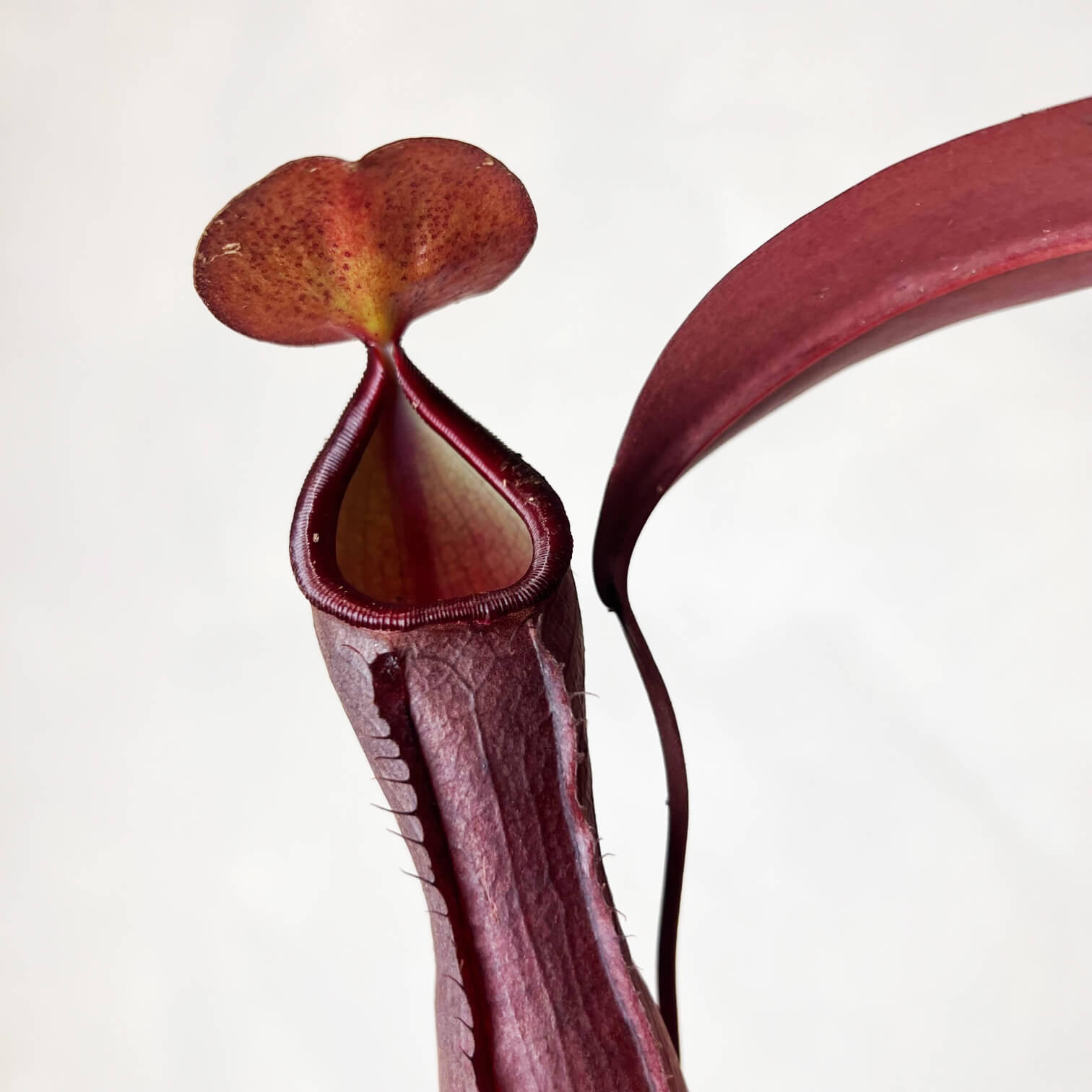 Nepenthes 'Rebecca Soper'