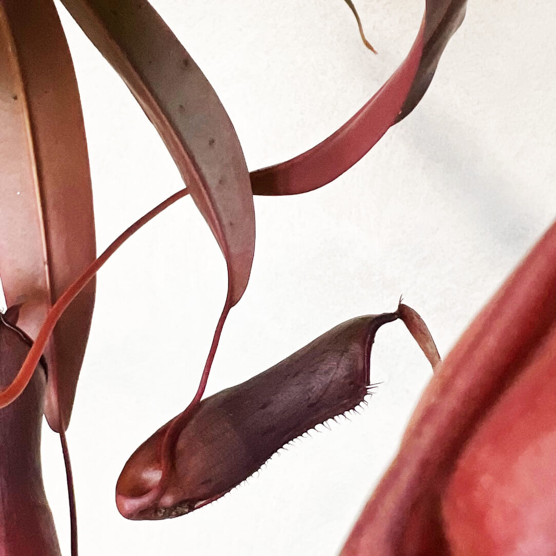 Nepenthes 'Rebecca Soper'