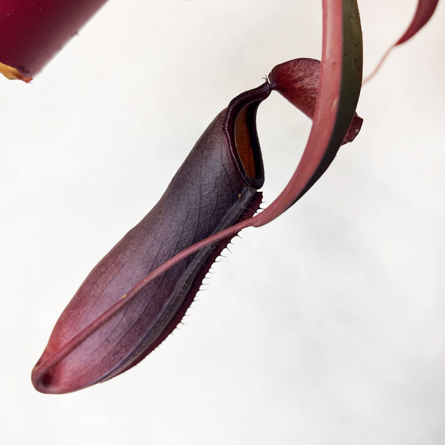 Nepenthes 'Rebecca Soper'