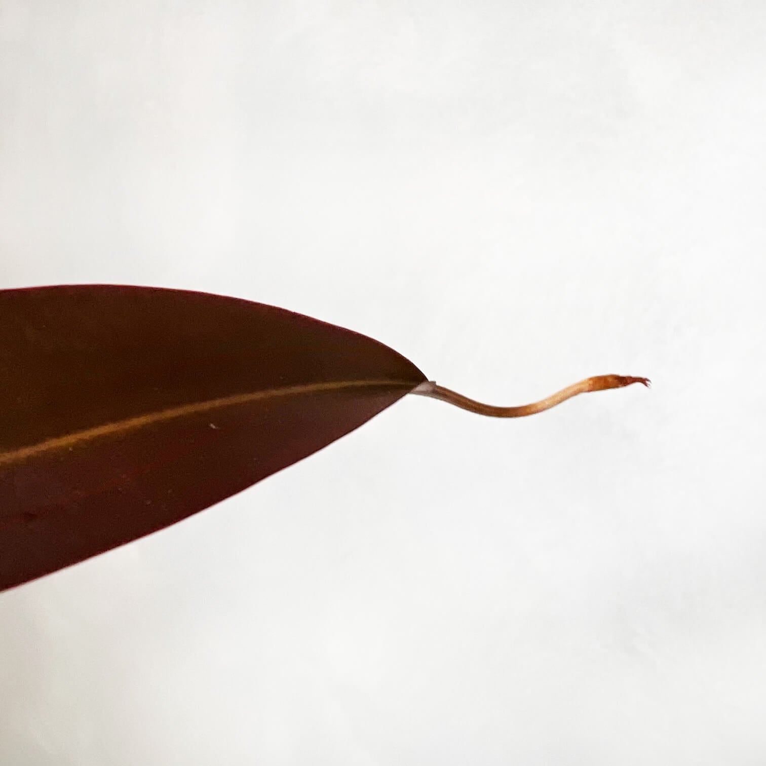Nepenthes 'Rebecca Soper'