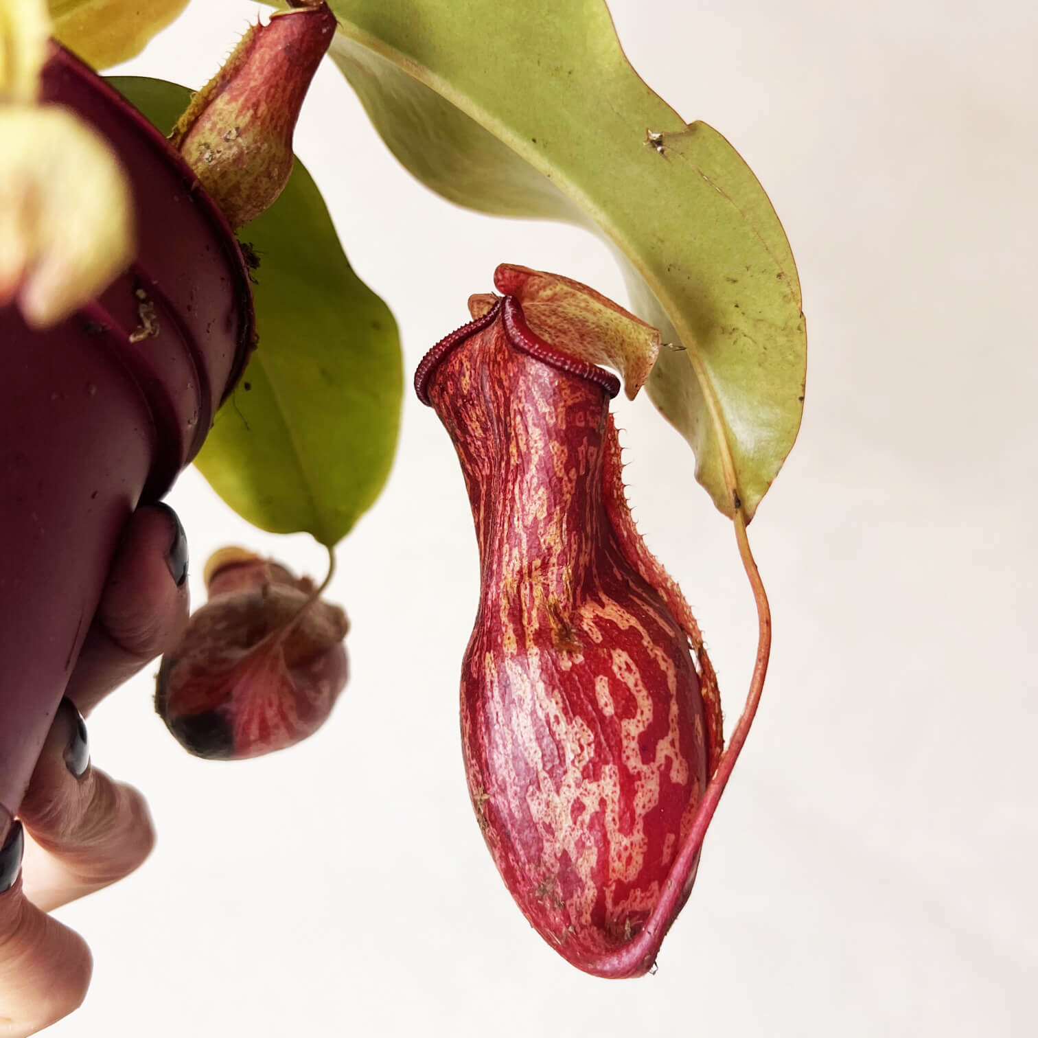 Nepenthes Gaya