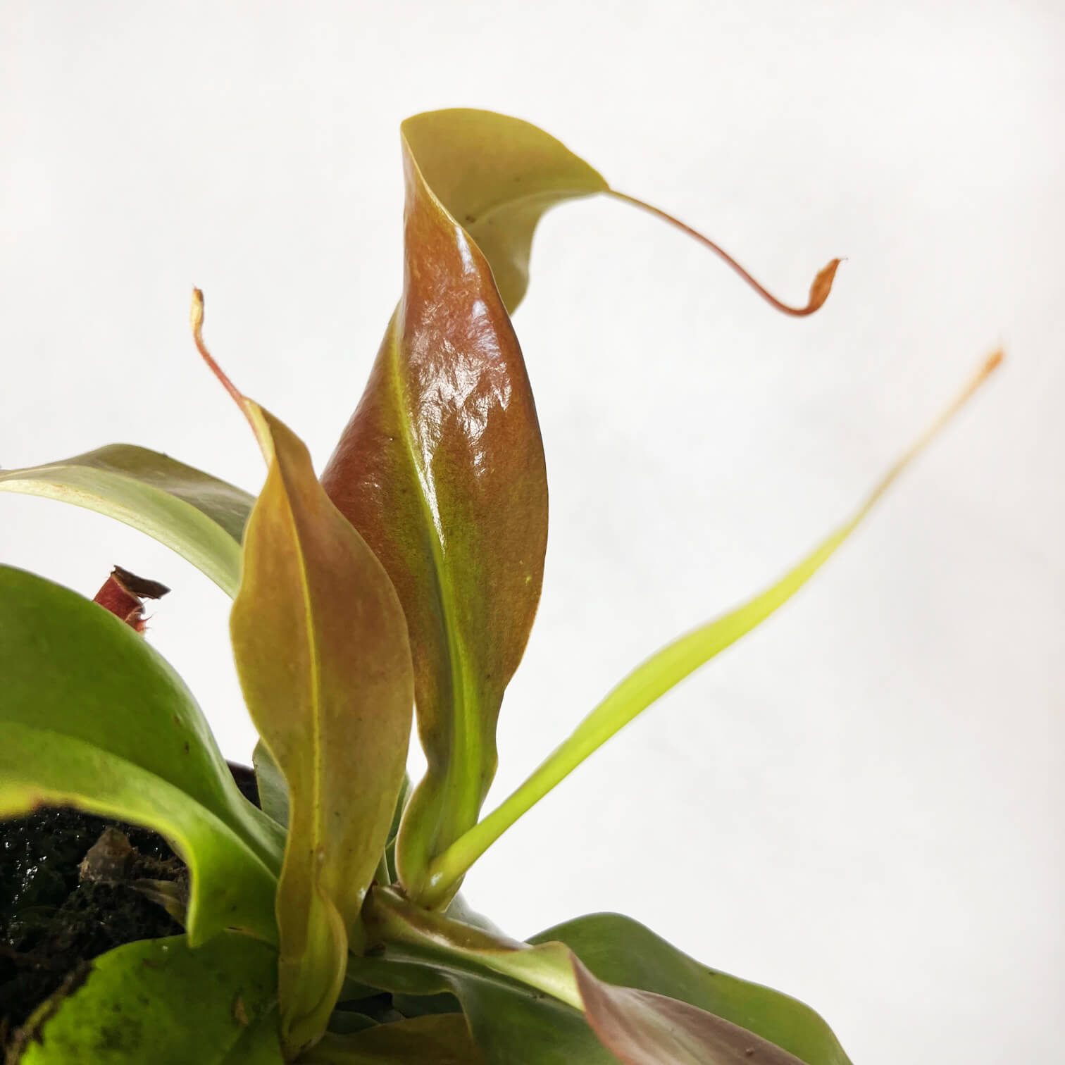 Nepenthes Gaya