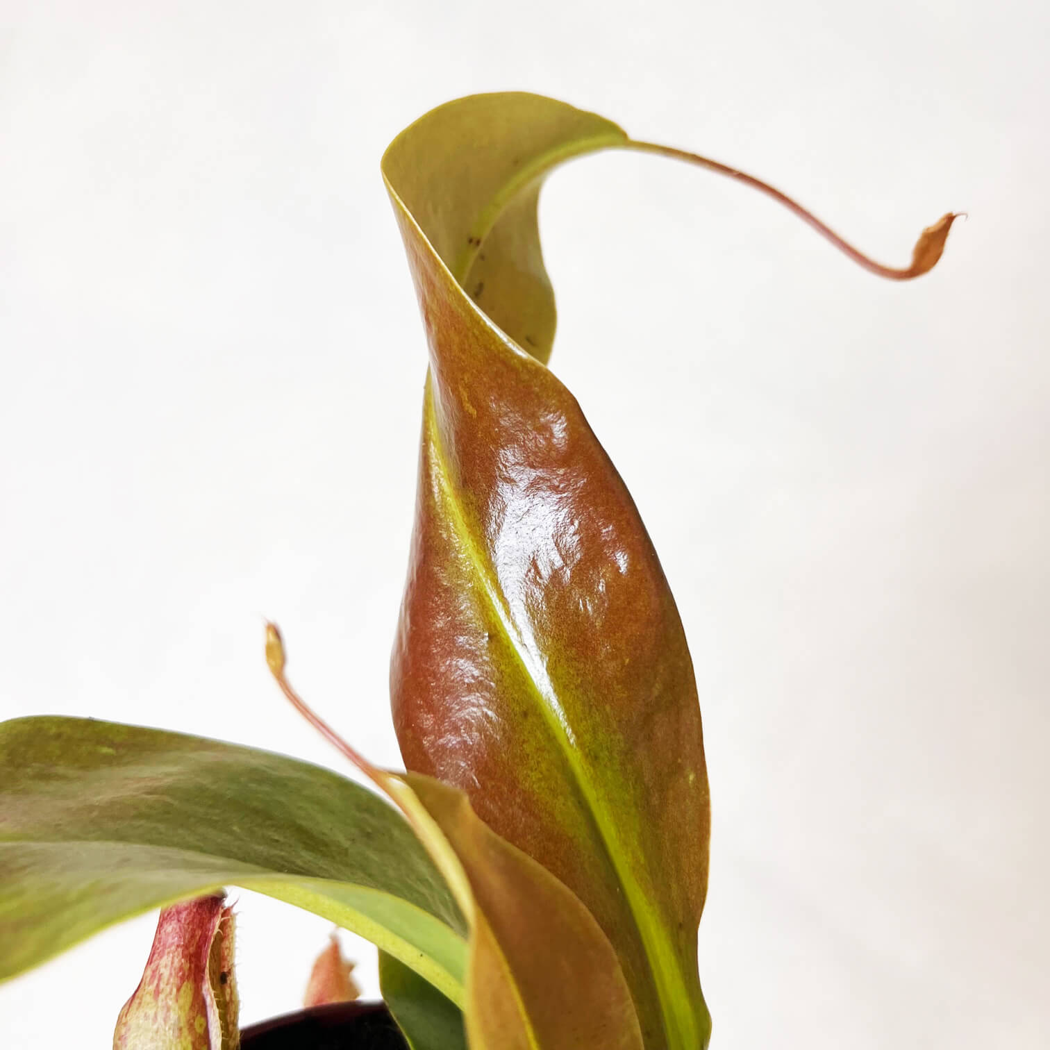 Nepenthes Gaya