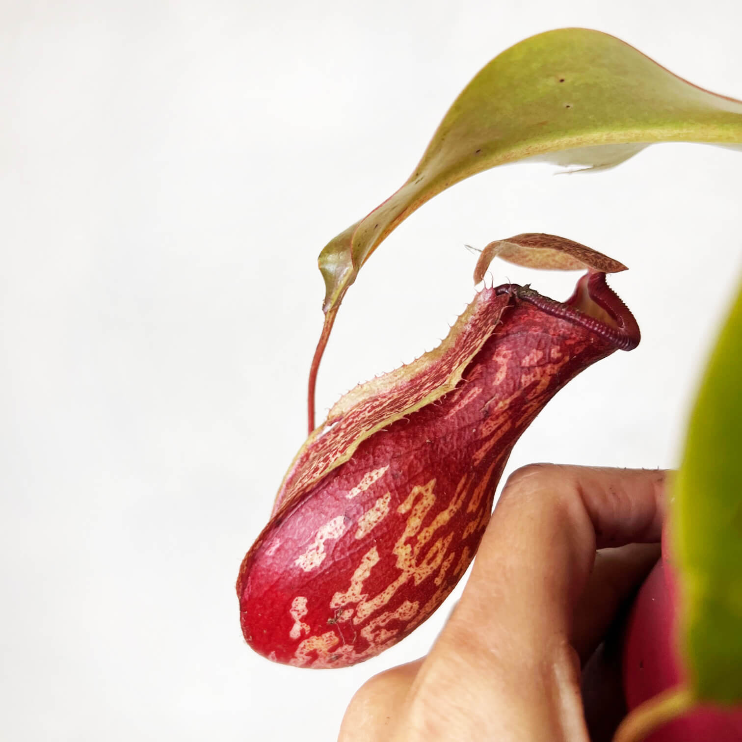 Nepenthes Gaya
