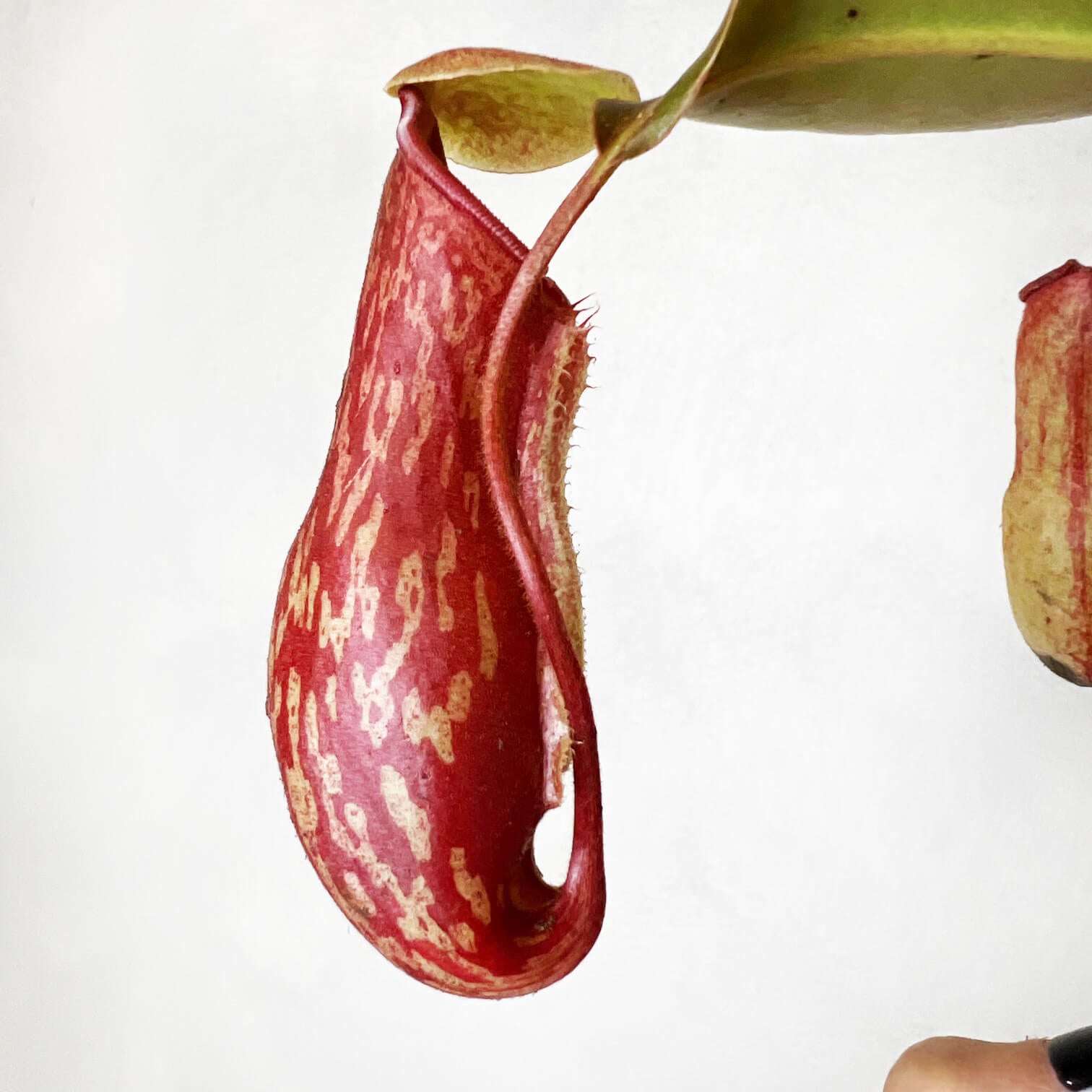 Nepenthes Gaya