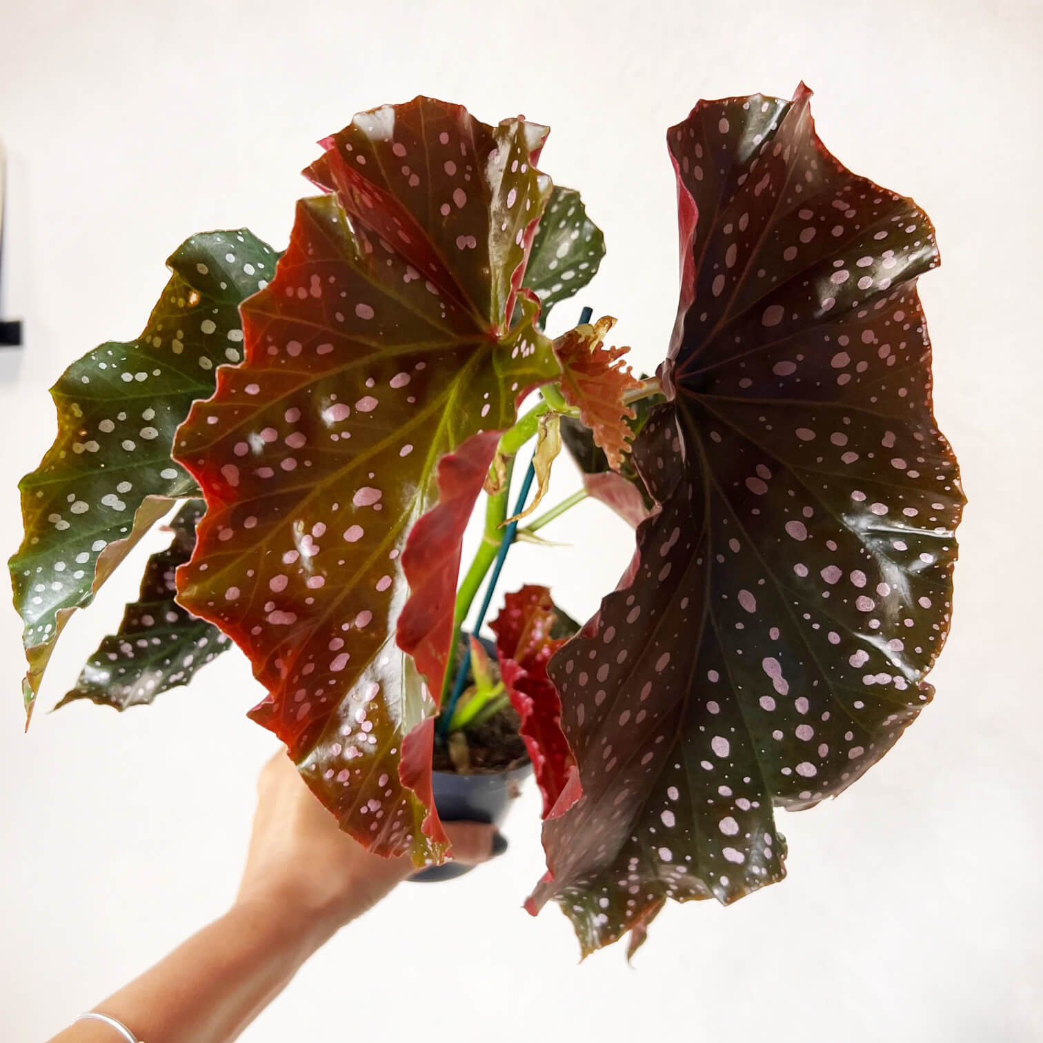 Begonia Cracklin Rosie