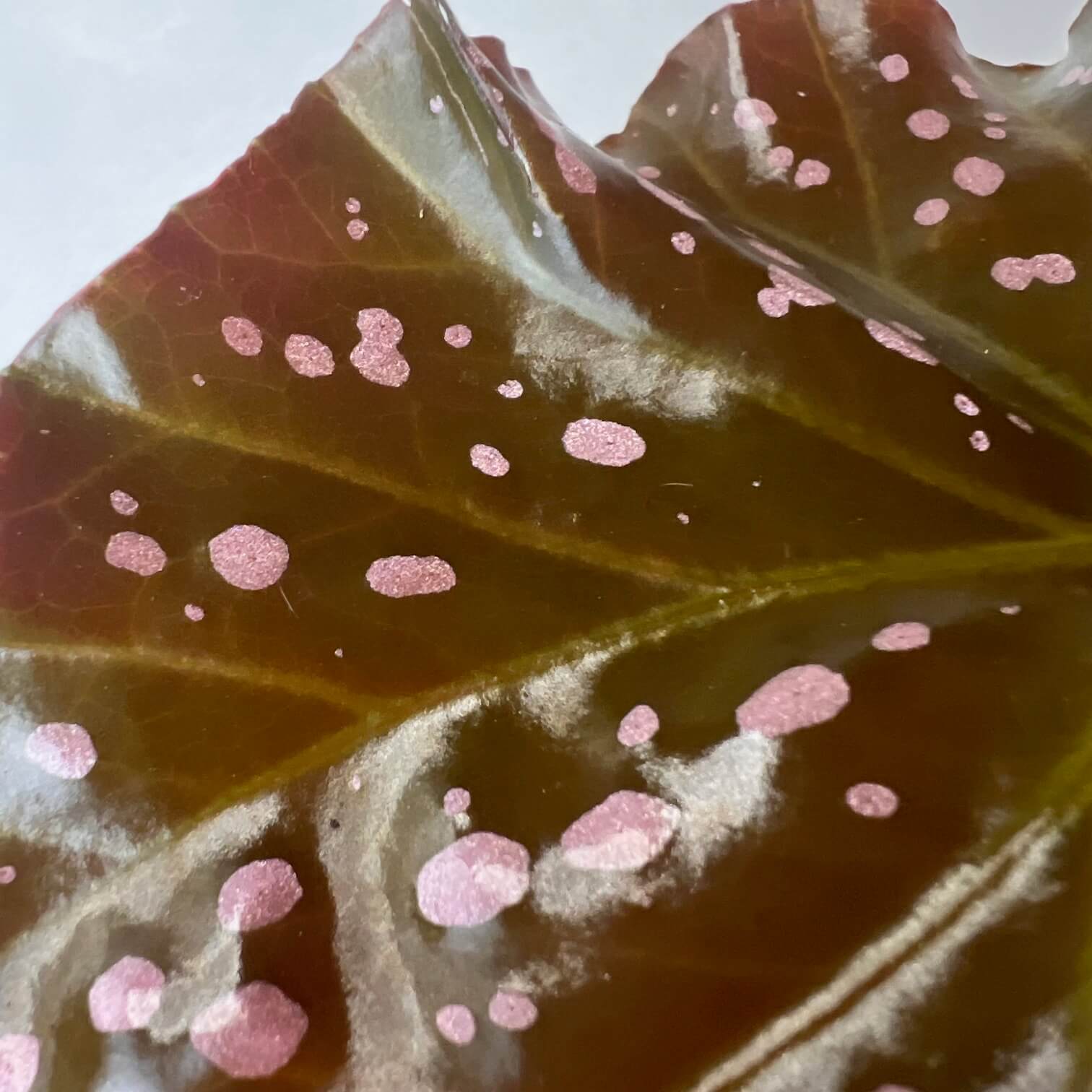 Begonia Cracklin Rosie