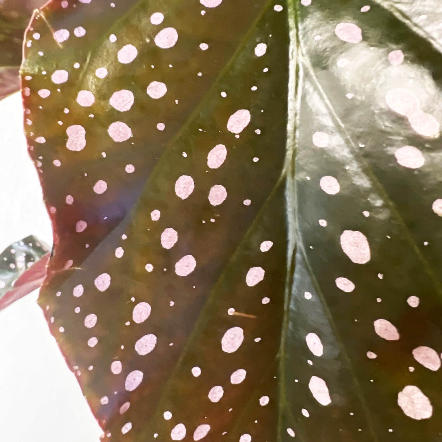 Begonia Cracklin Rosie
