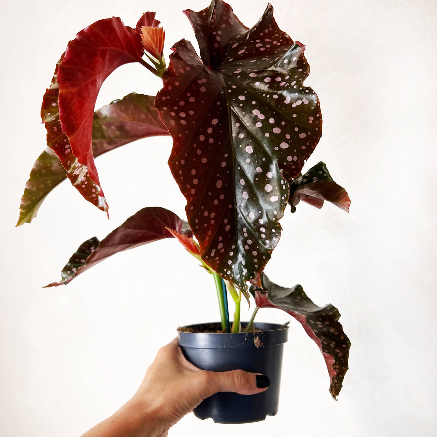 Begonia Cracklin Rosie