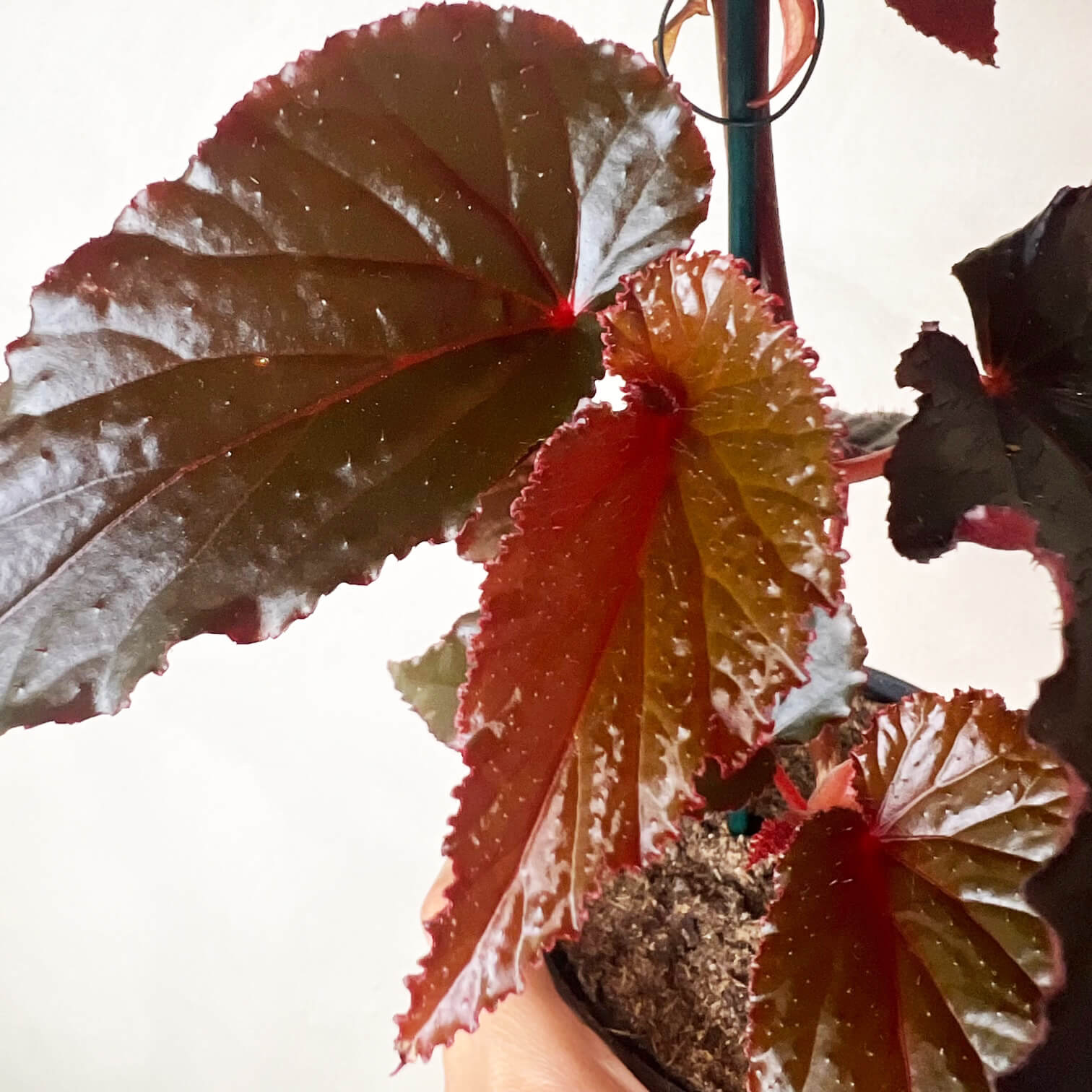 Begonia Arabian Sunset