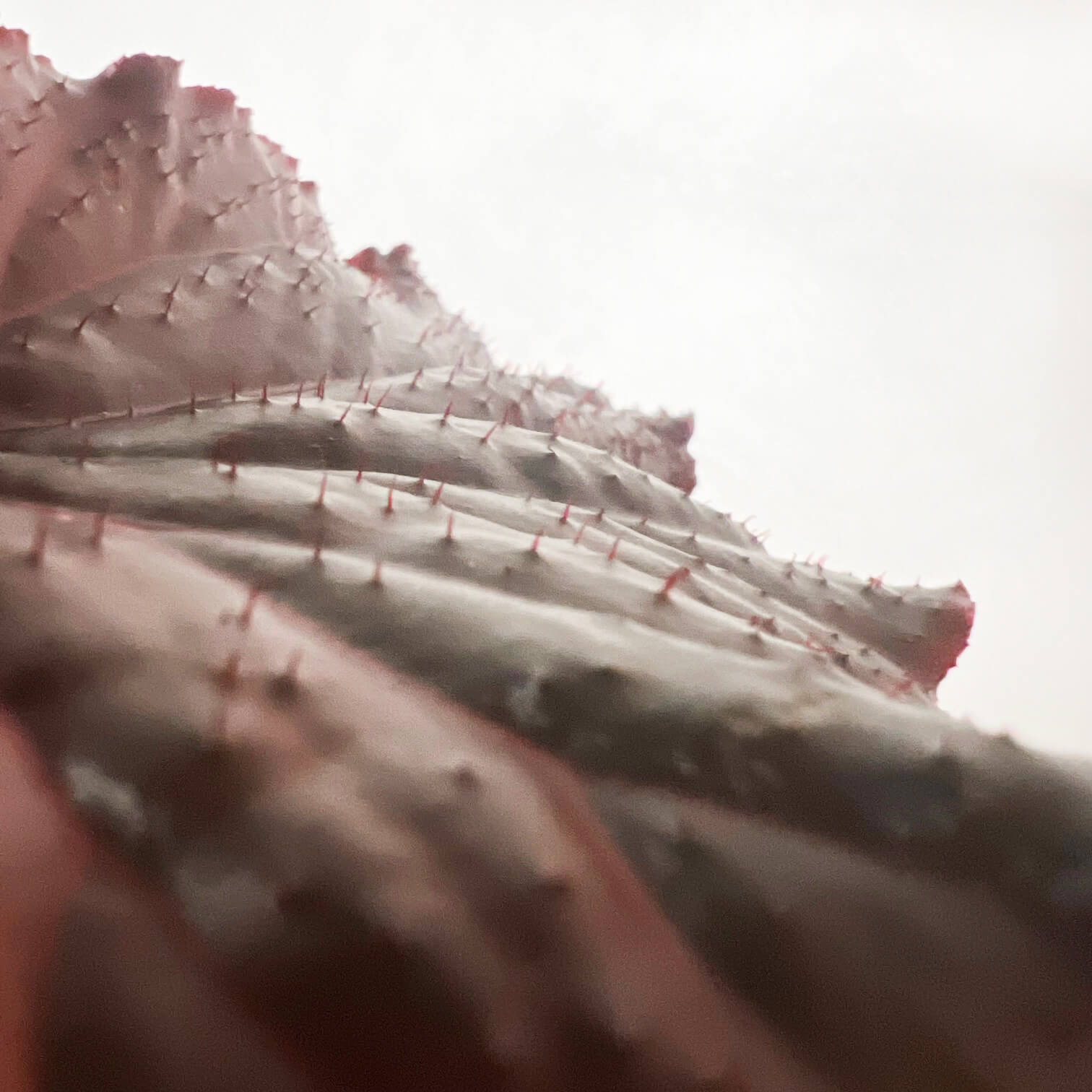 Begonia Arabian Sunset