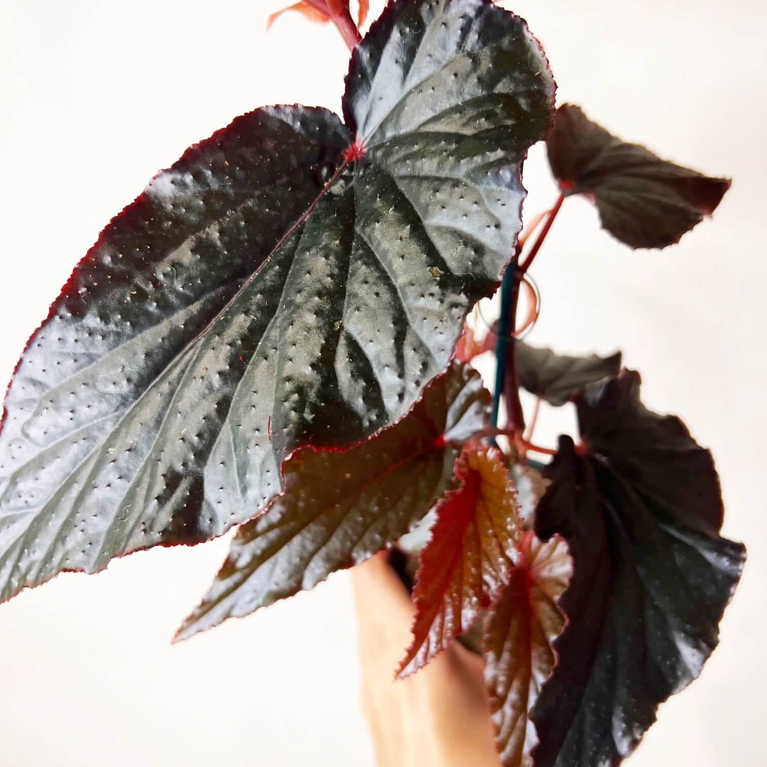 Begonia Arabian Sunset