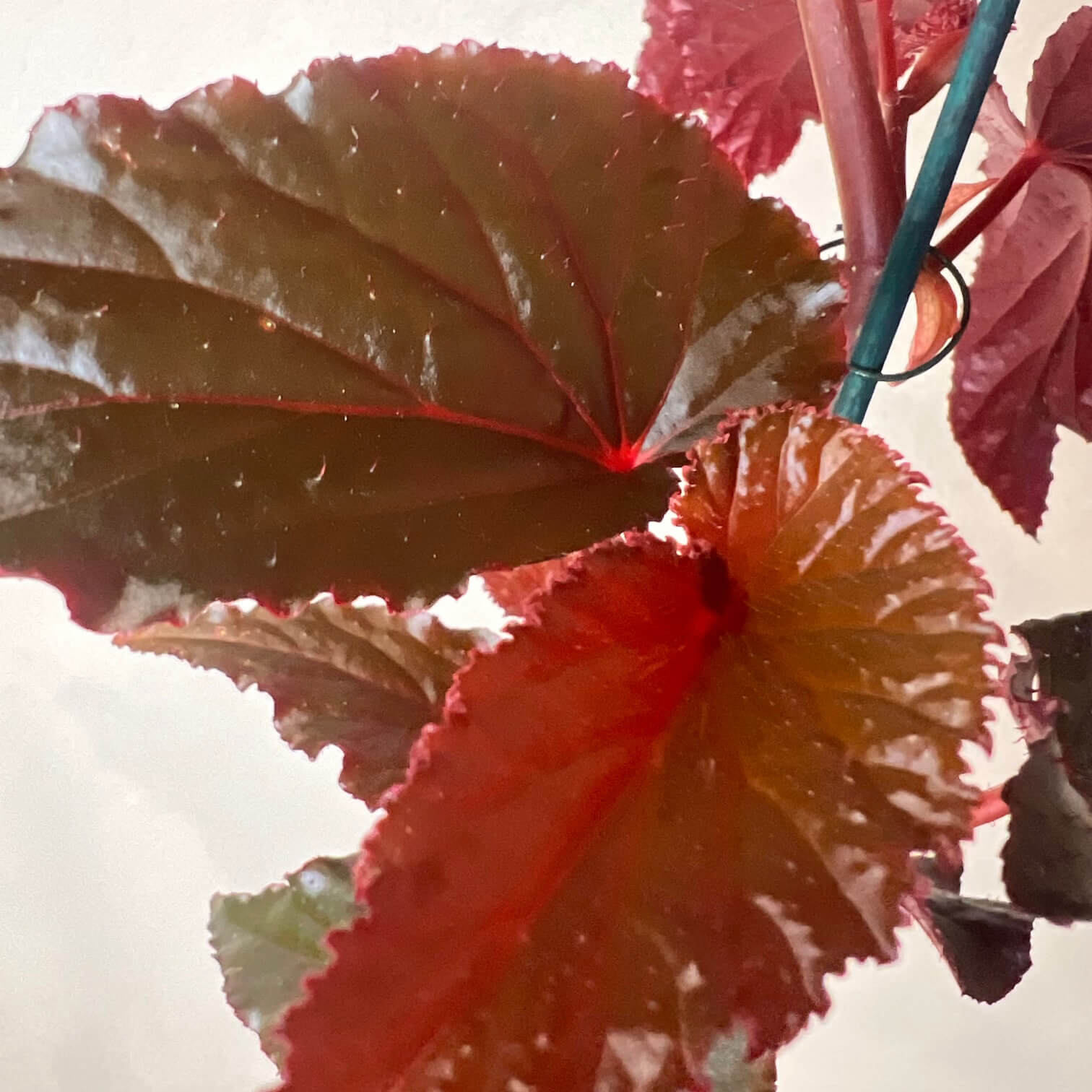 Begonia Arabian Sunset