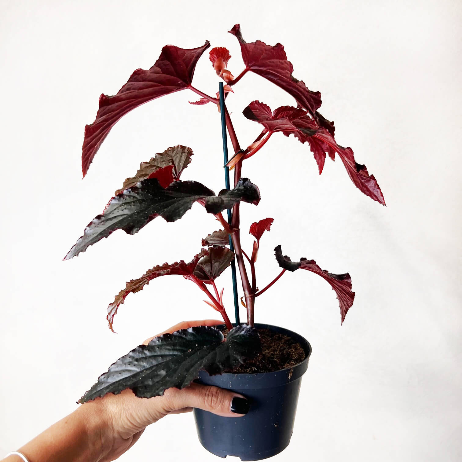 Begonia Arabian Sunset